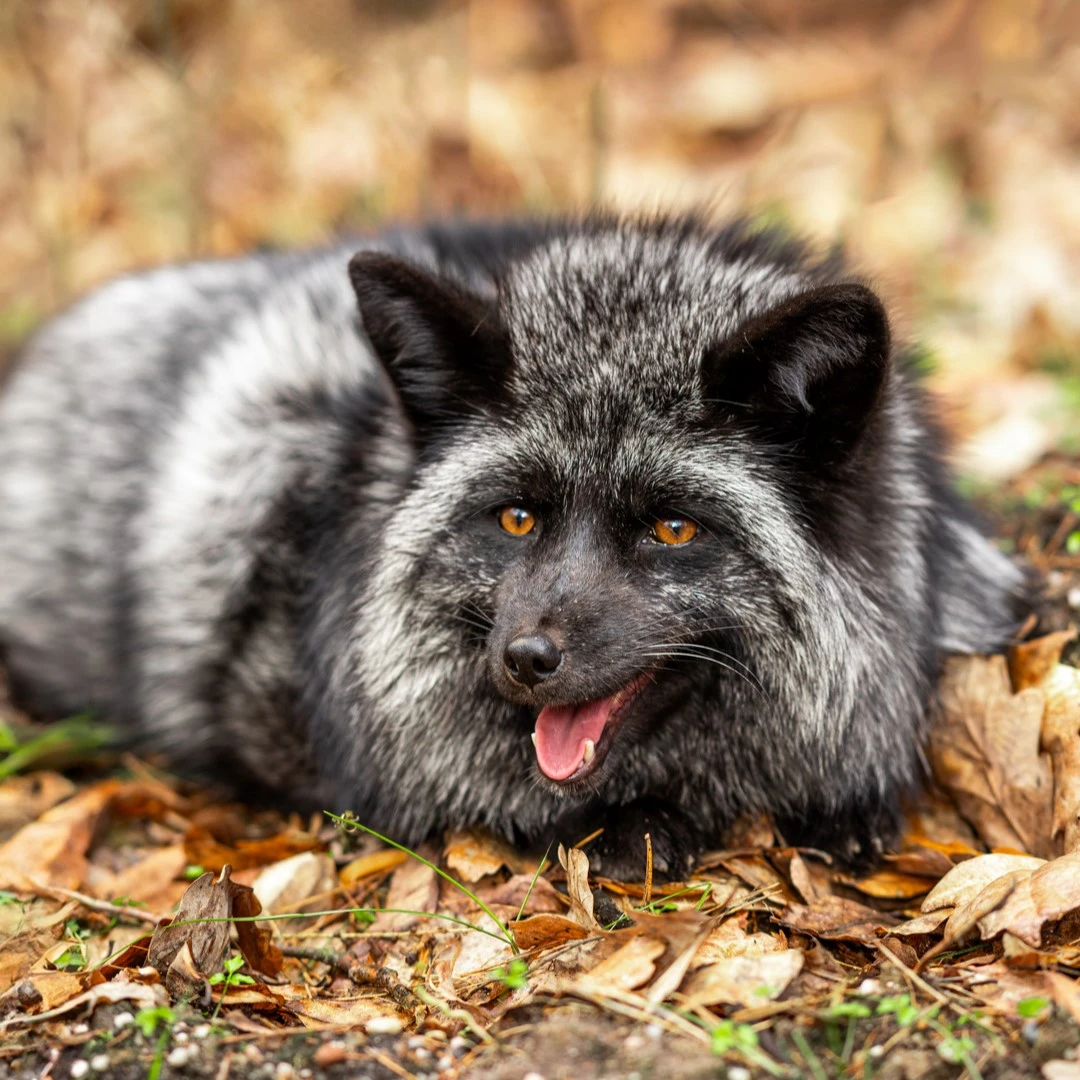 Liška domácí, lišky Silver/Cross, Vulpes Vulpes - jaro rezervace štěňat 2026