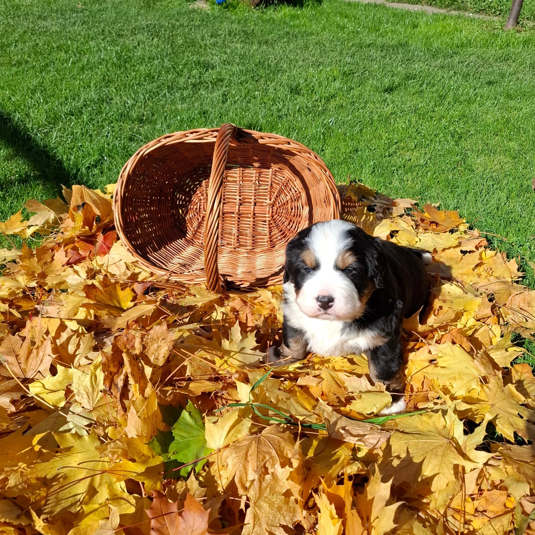 Bernský salašnický pes s PP