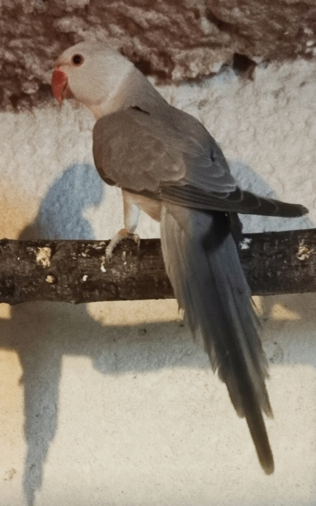Buttercup (chf)
