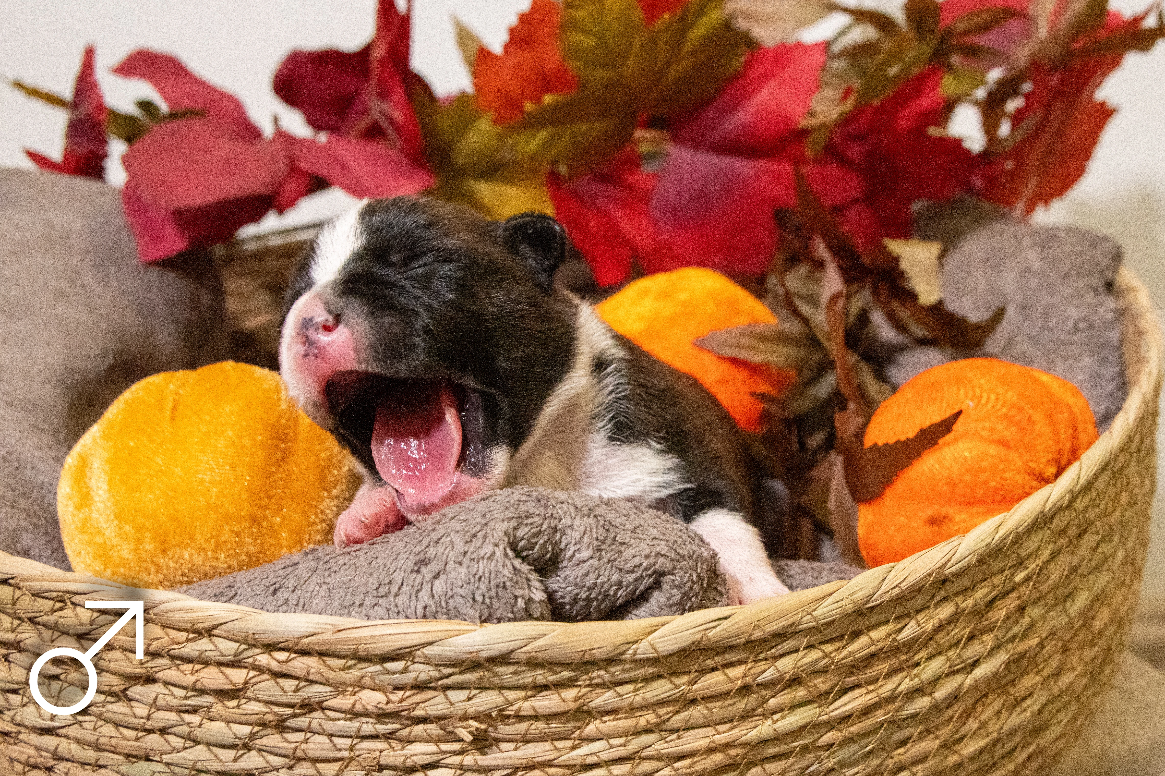 Stafordšírský bulteriér s PP