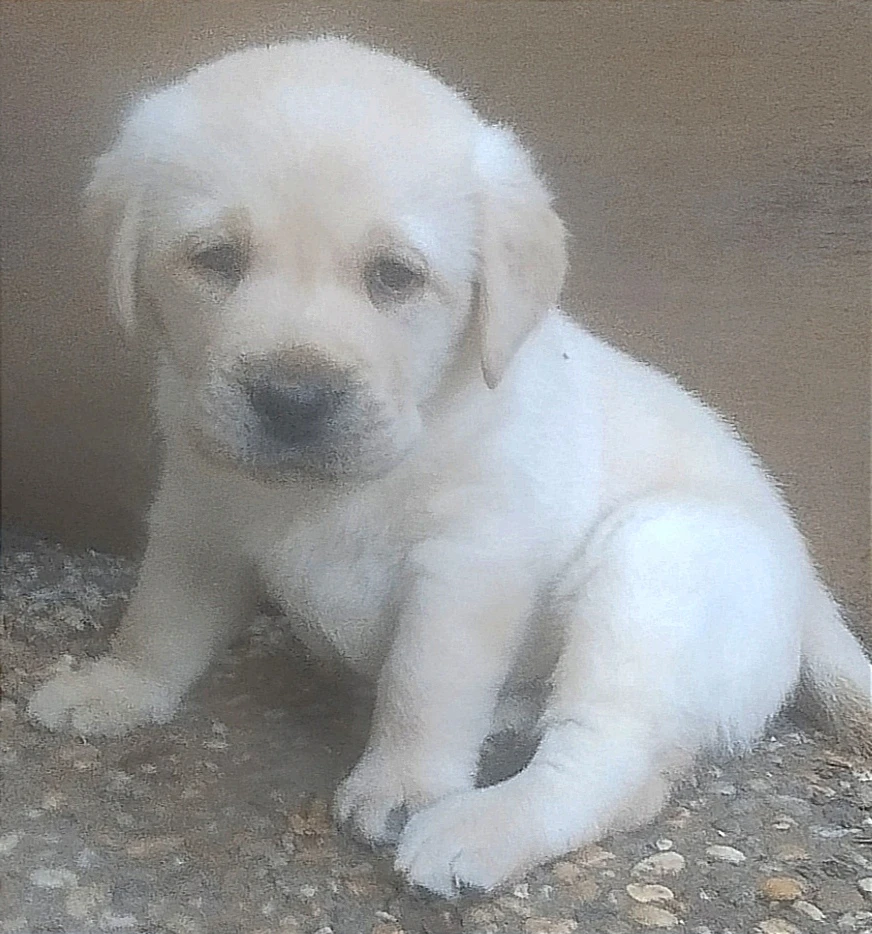Labrador retriever fenka a pejsek ihned k odběru
