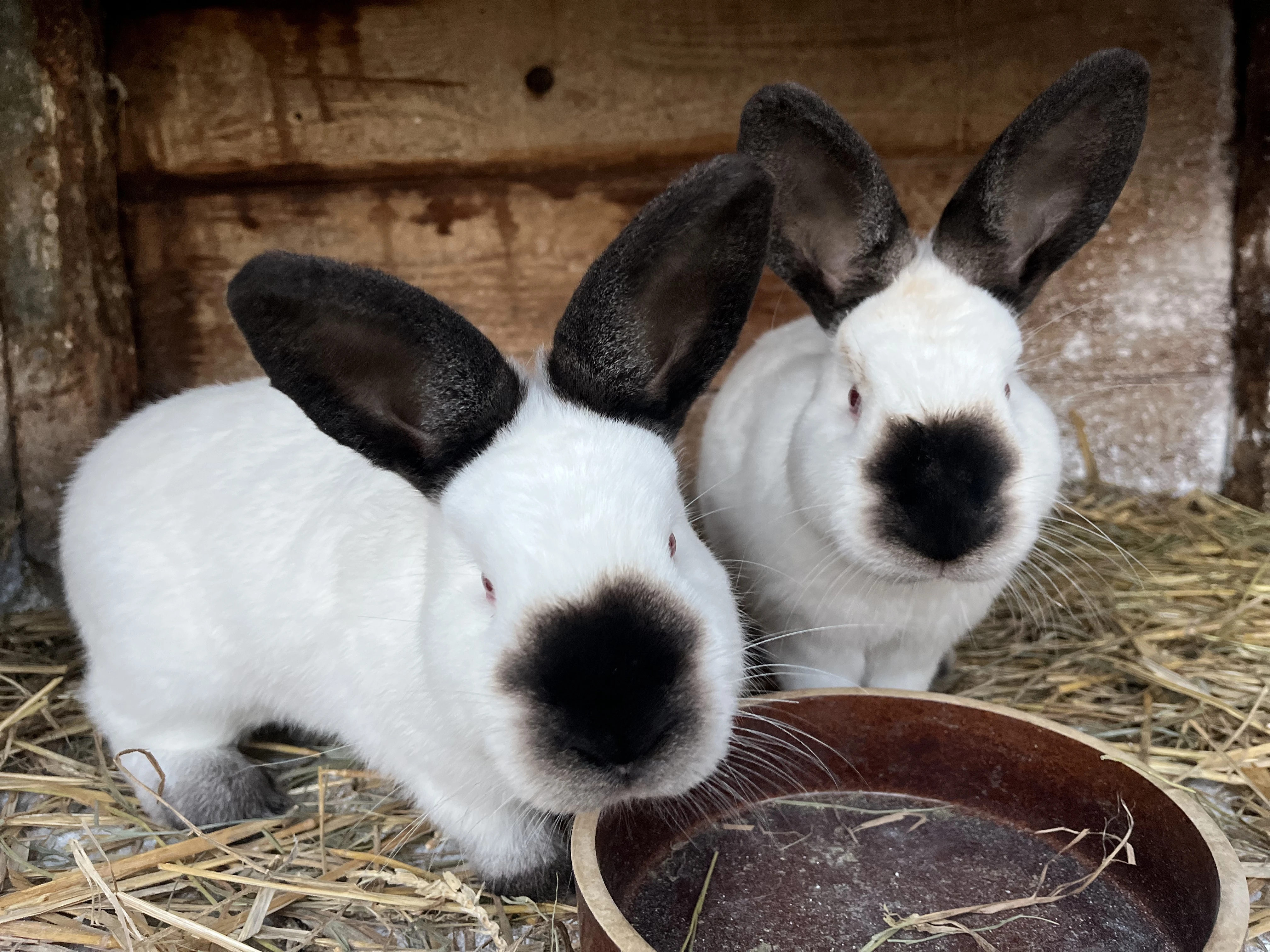 Kalifornský černý