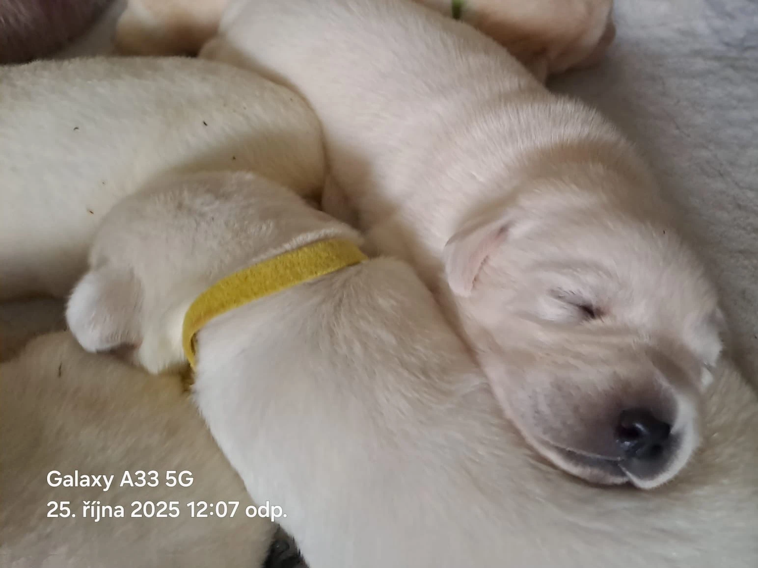 Labradorský retrívr s PP