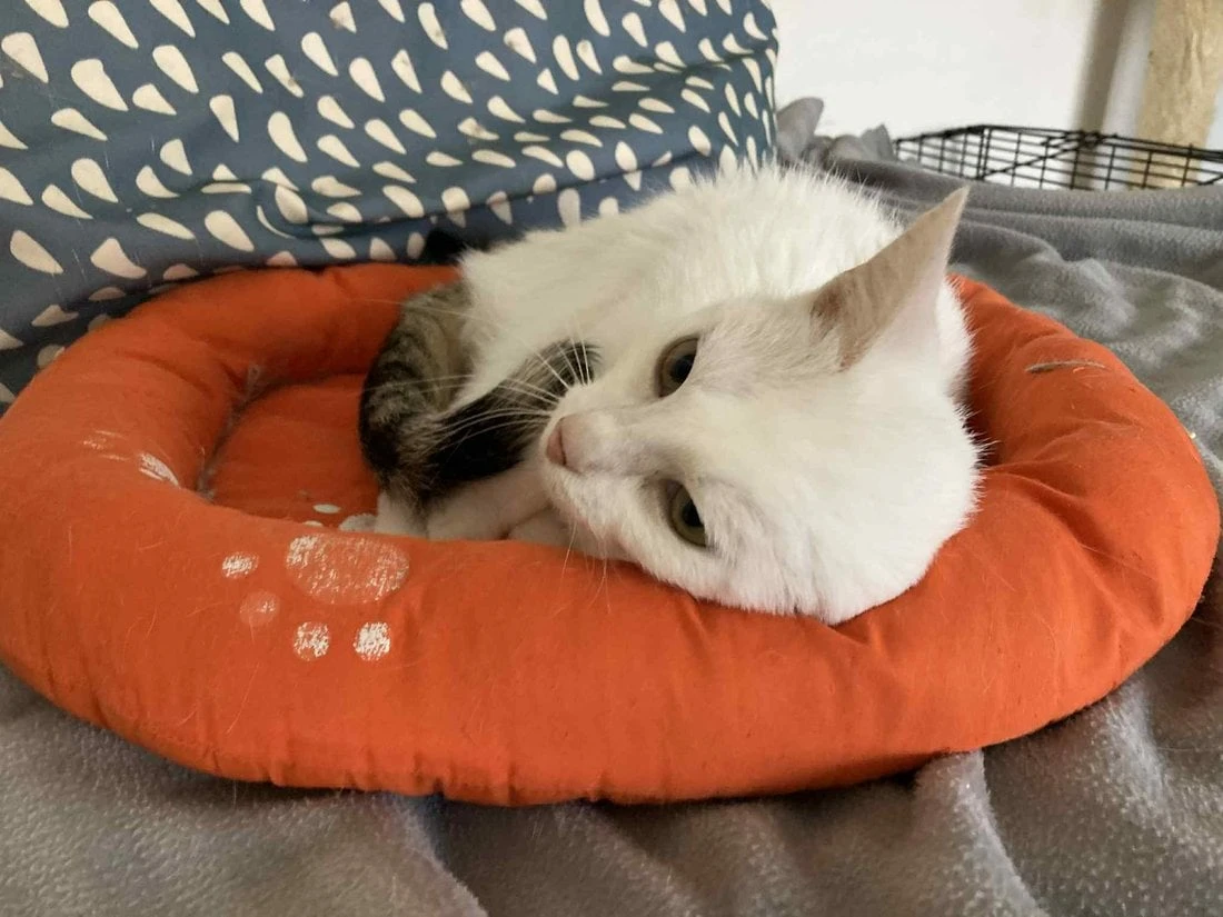 Sašenka doposud žila hrozný život, čeká na šanci