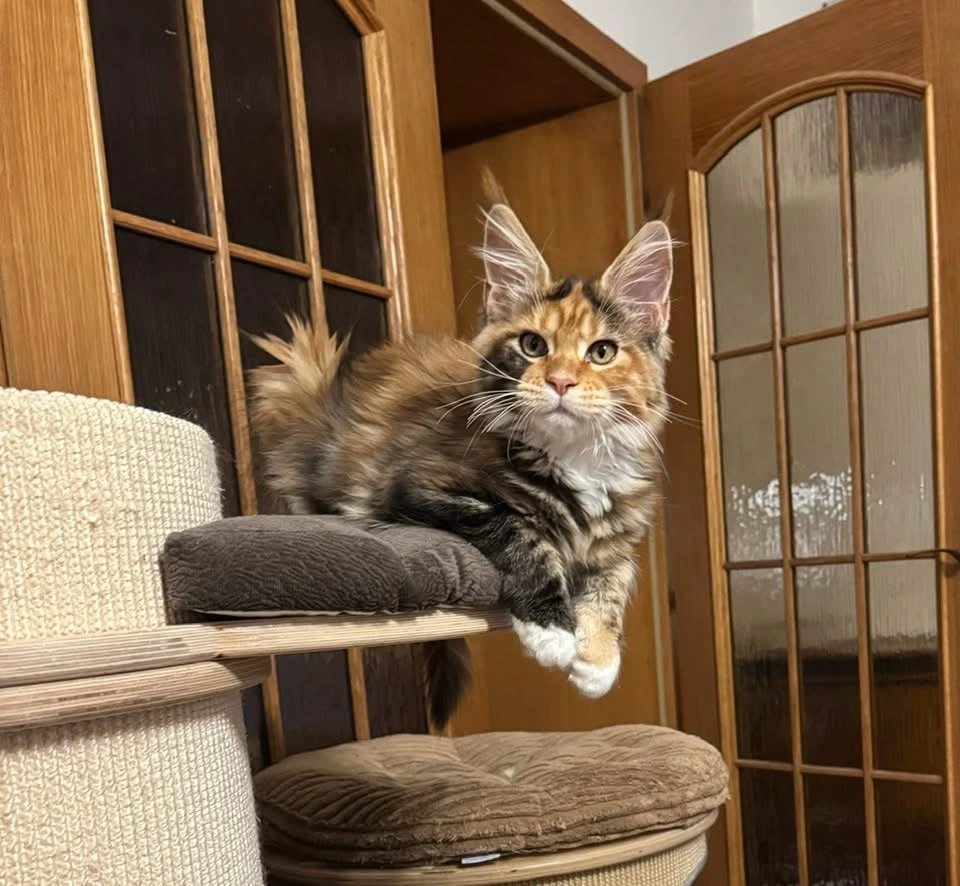 Yaga Baba hleda novy domov