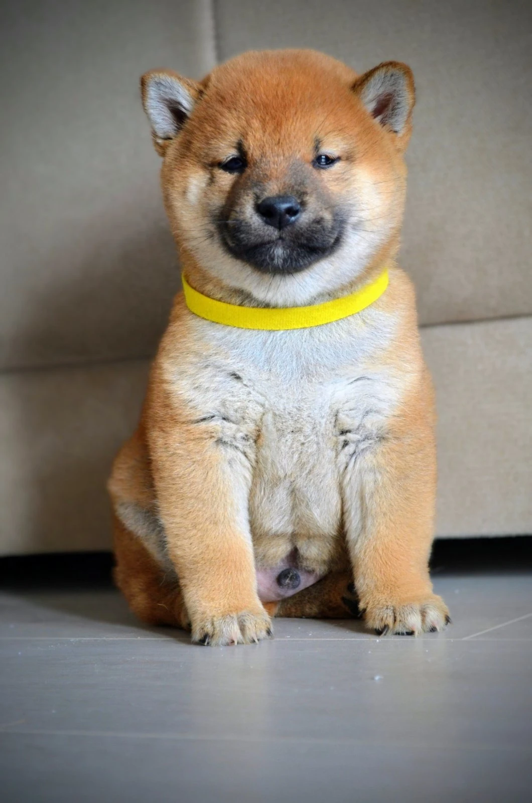 Shiba inu štěňata