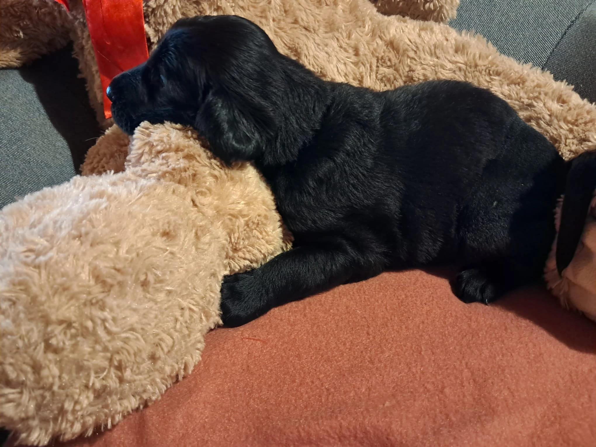 Flat Coated Retriever