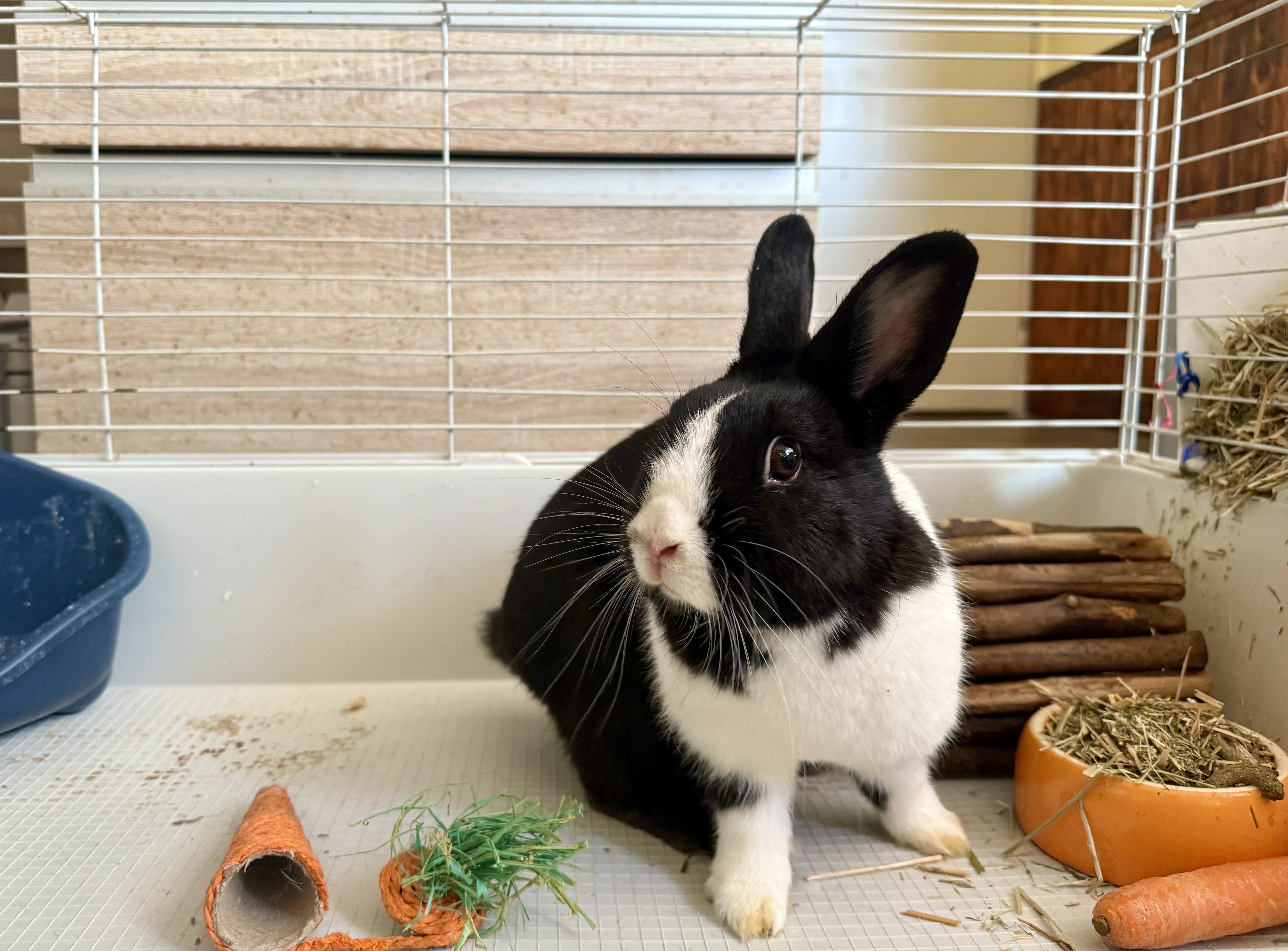 Daruji kralika vcetne klece