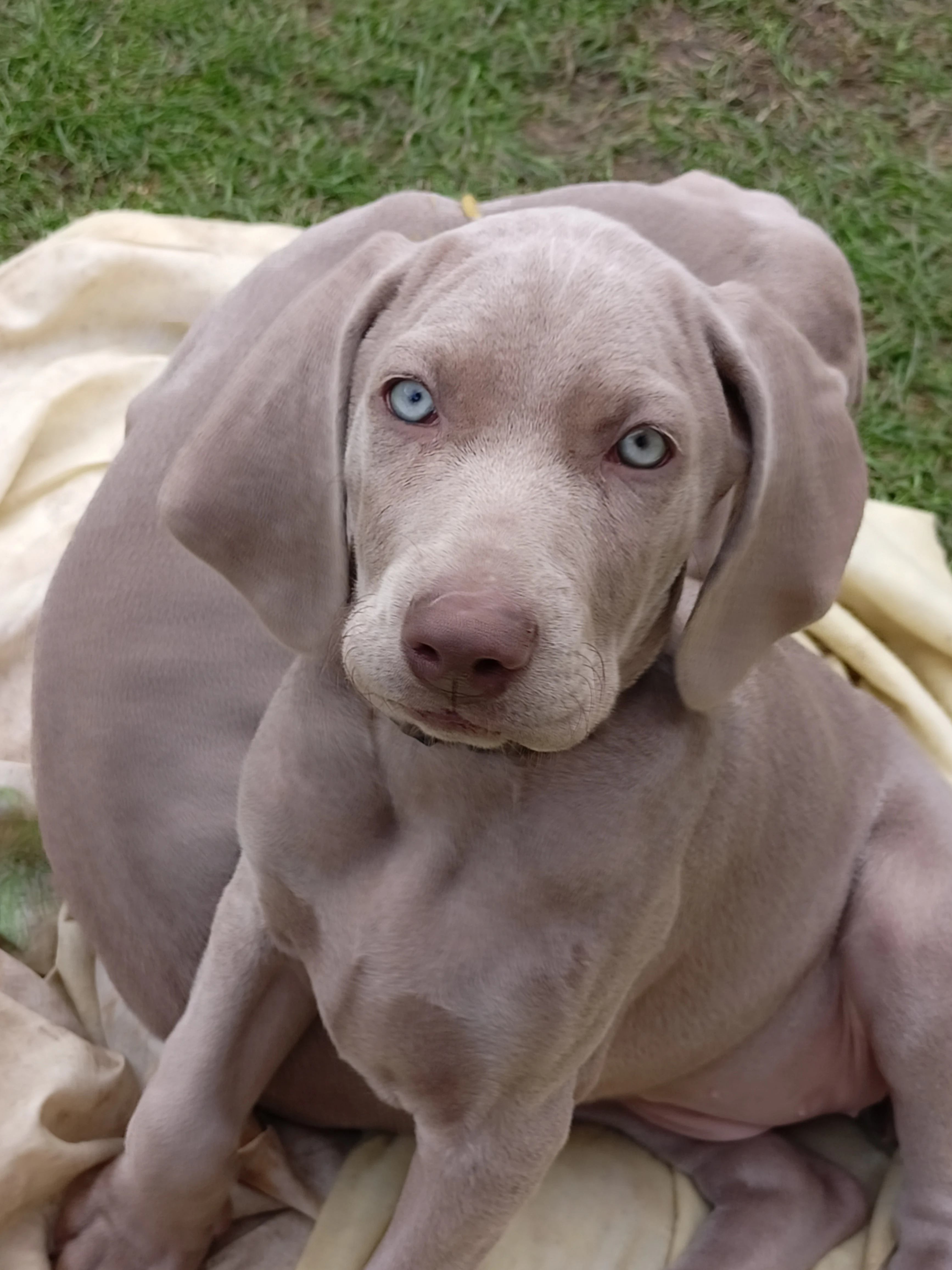 Výmarský ohař - fenka s PP