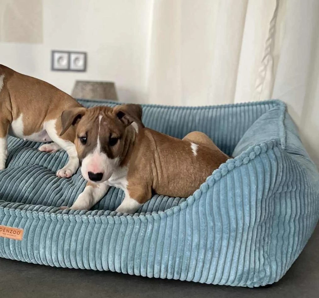 Bulteriér standard -