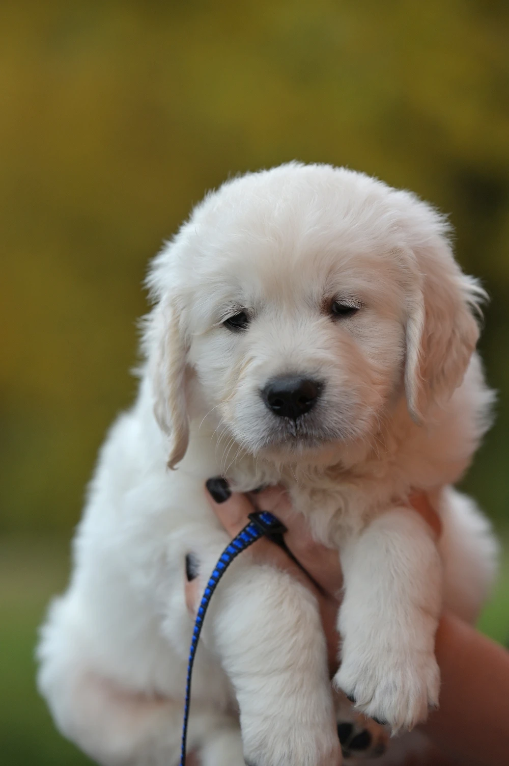 Zlatý retriever – pejsek s PP po zrušené rezervaci, odběr od 2.11.2025