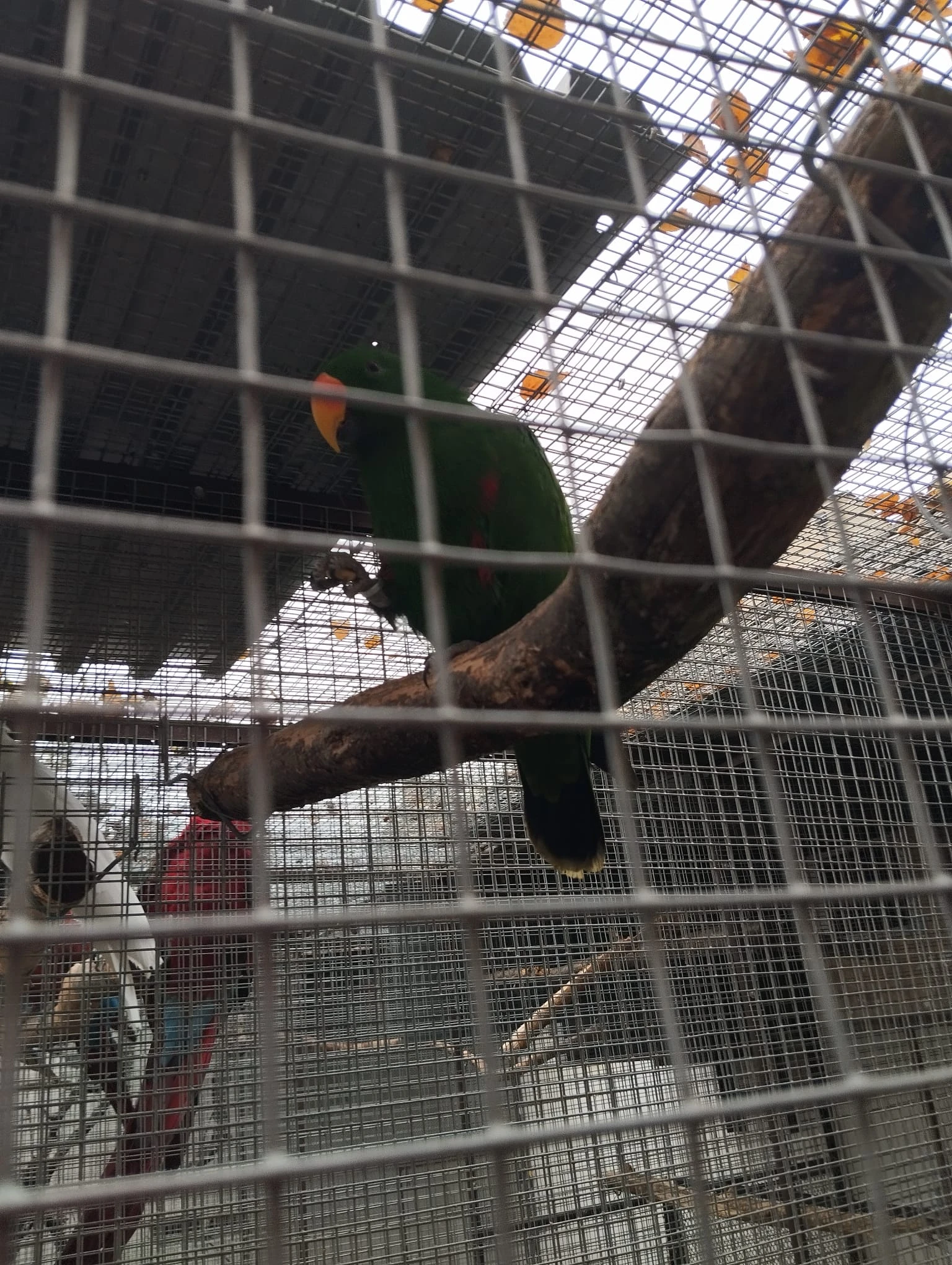 Eklektus polychloros 1.0