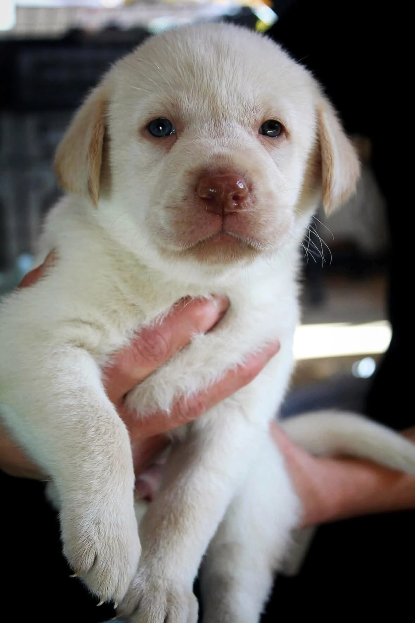 Štěňátka v typu labradora