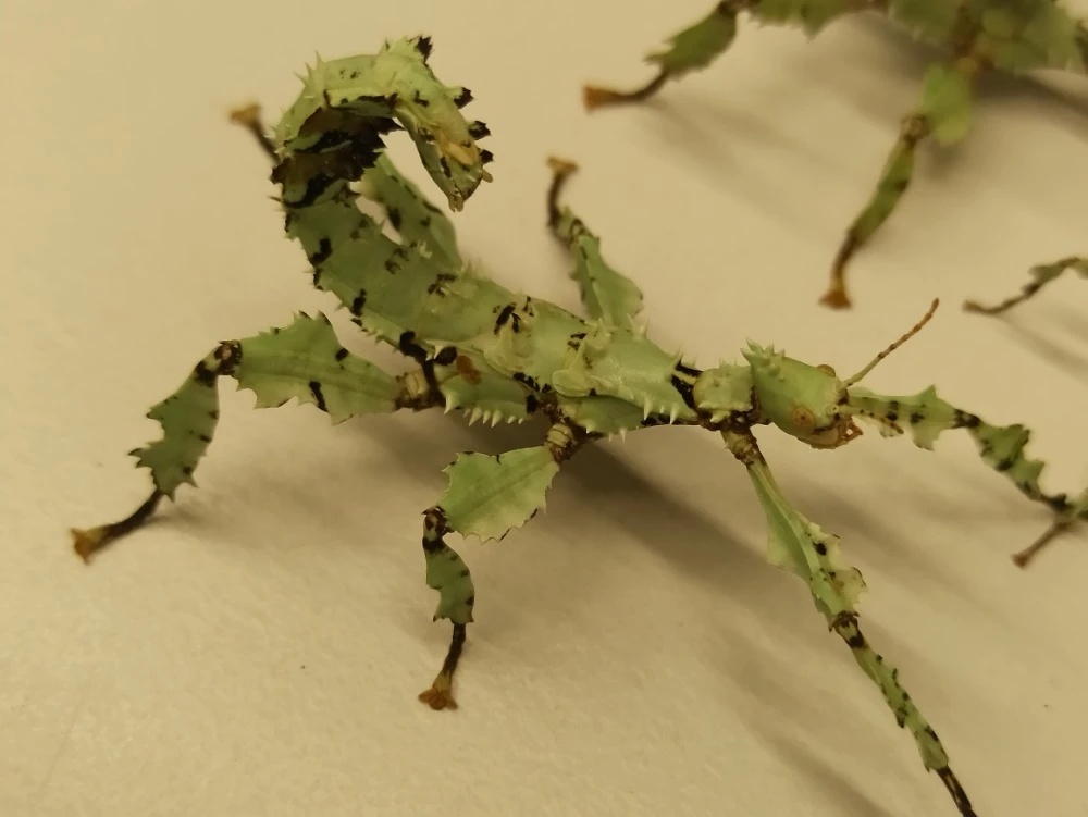 Strašilka australská (E. tiaratum) - lišejníková forma