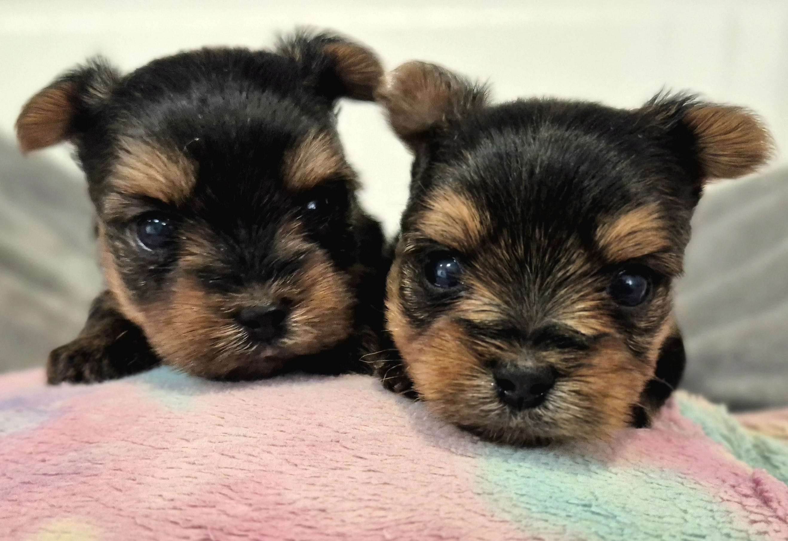 Jorkšírský terier, štěňátka s PP FCI