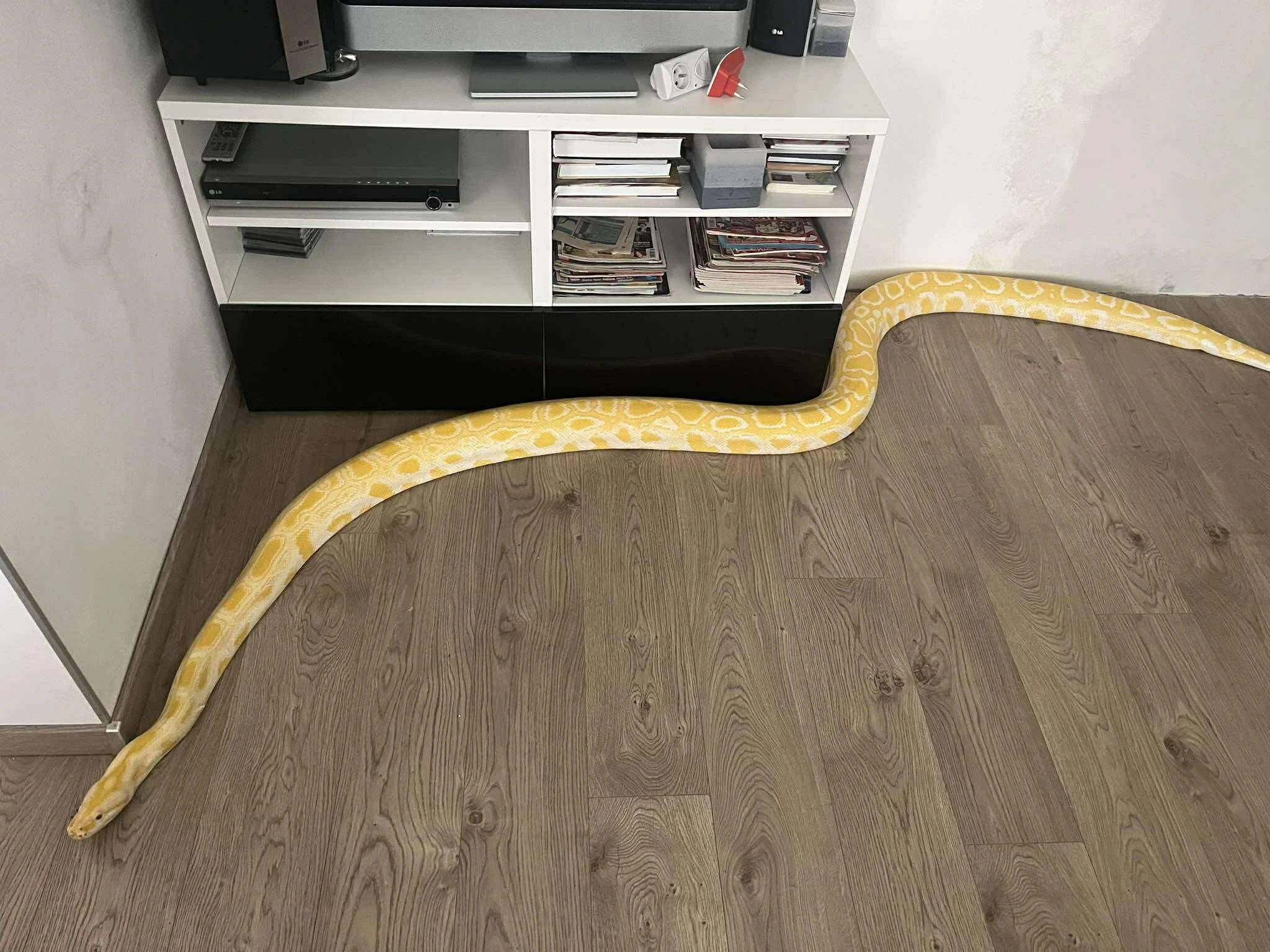 Prodám Krajtu tmavou