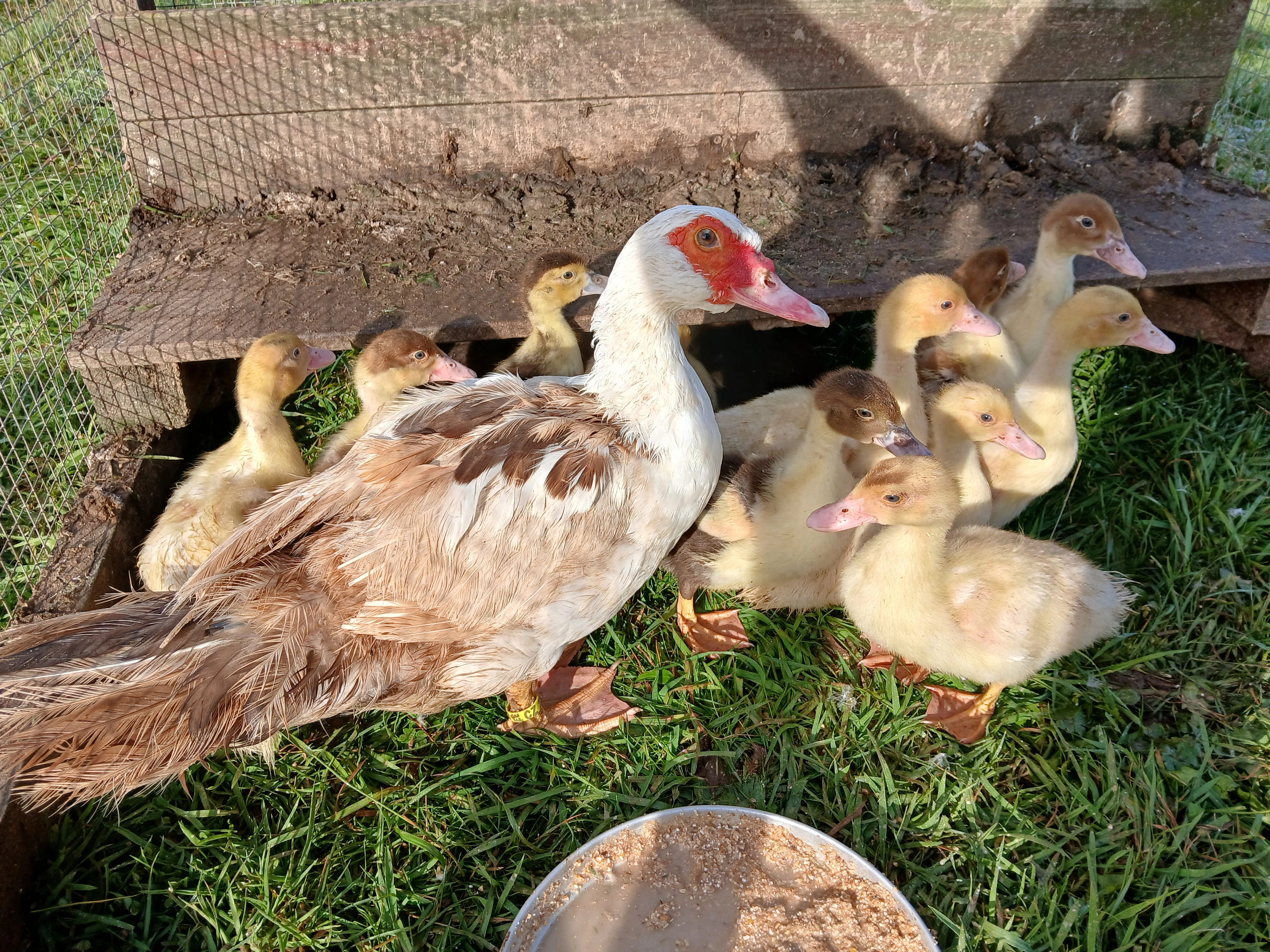 Prodám kachna čínská, pižmová