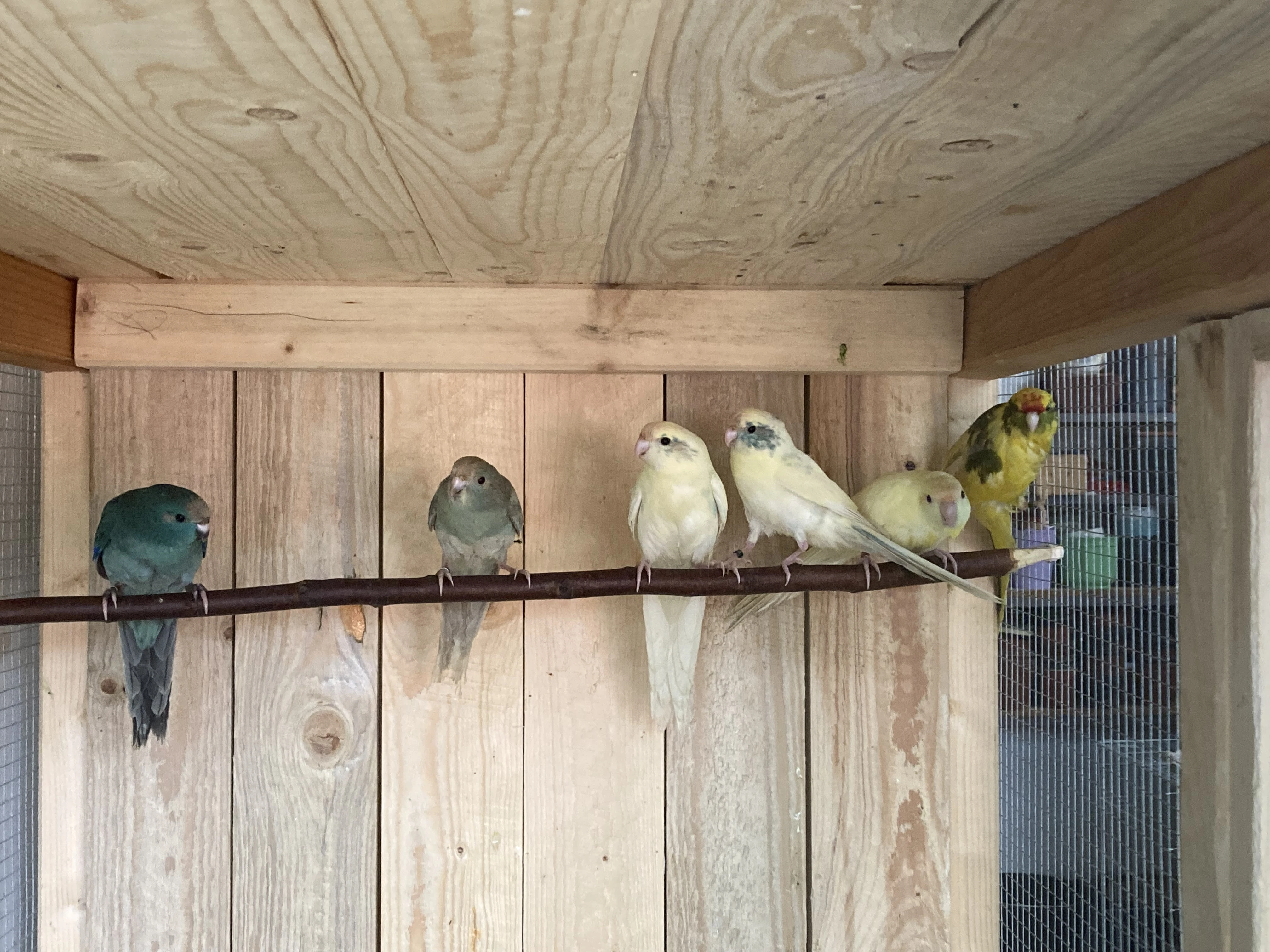 Kakariki červenočelý