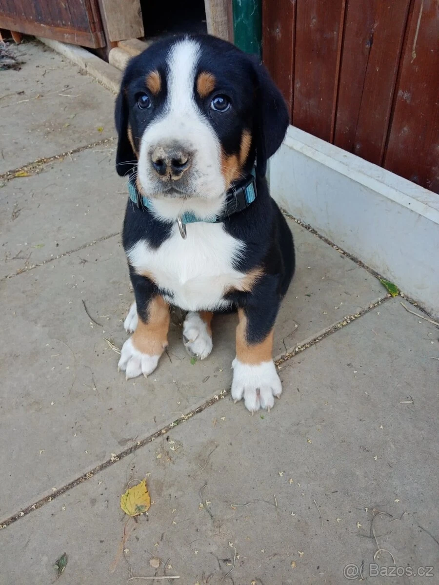 Velký švýcarský salašnický pes - rezervace štěňátek s PP