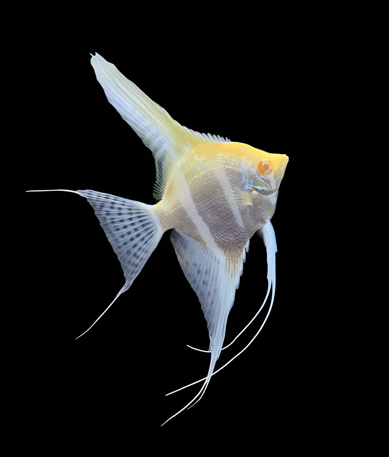 Pterophyllum scalare Rio Jappura Albino