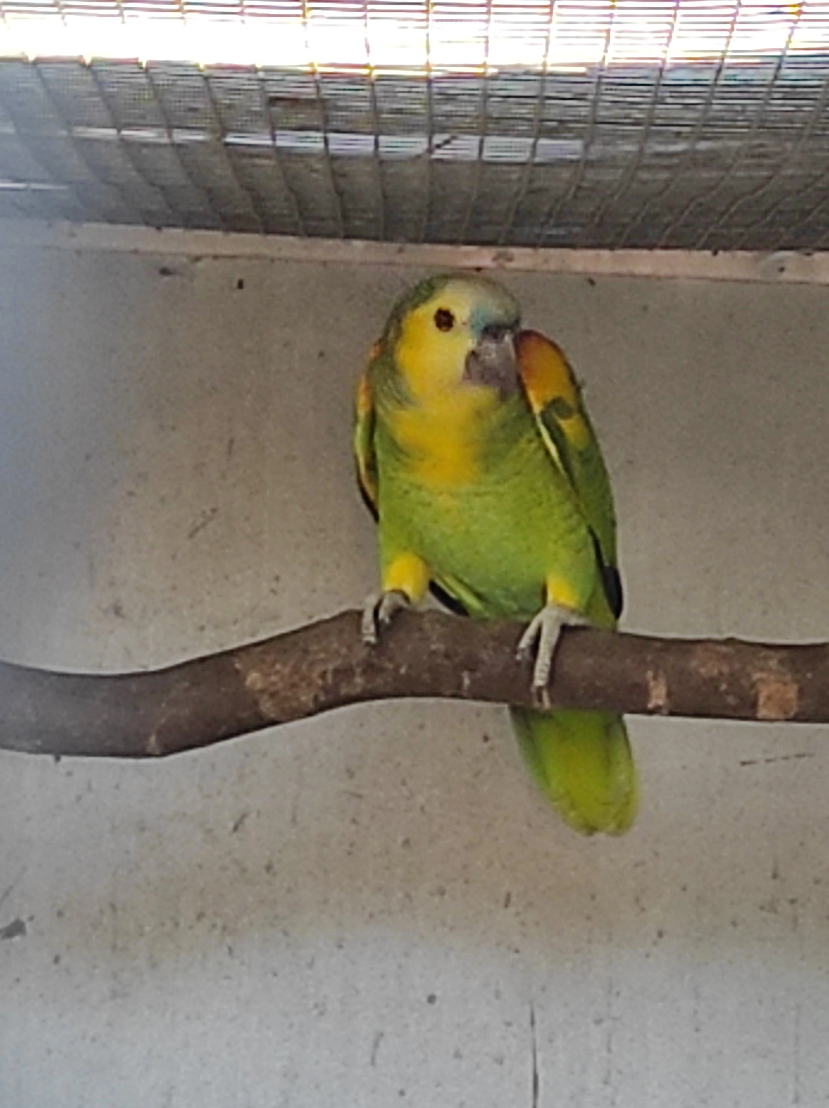 Amazoňan modročelý