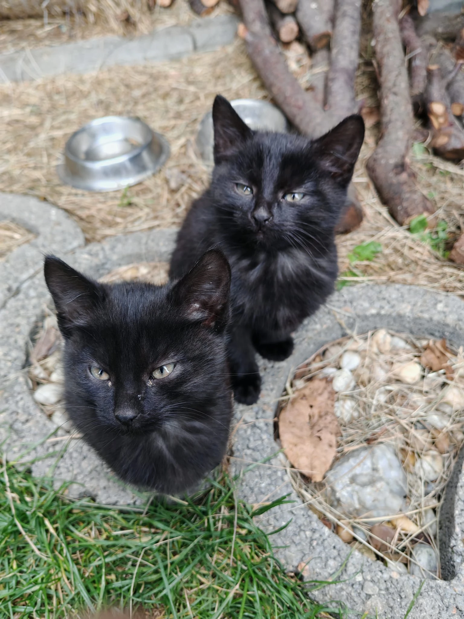 Krásná hravá koťátka