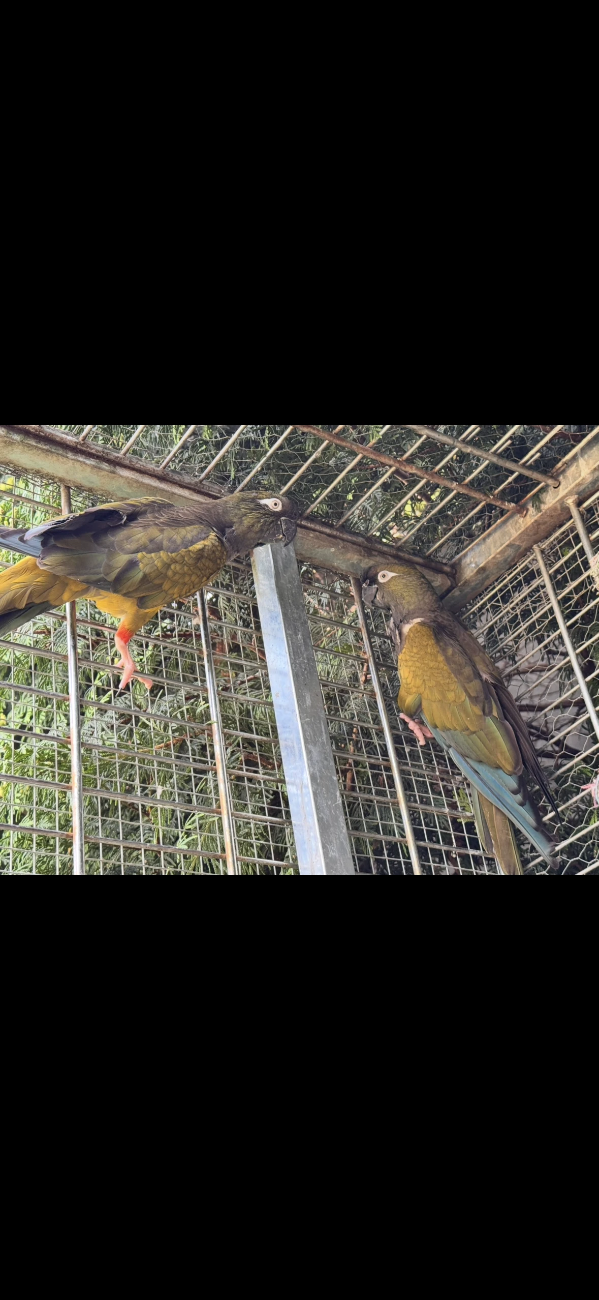 Papoušek patagonský prodej