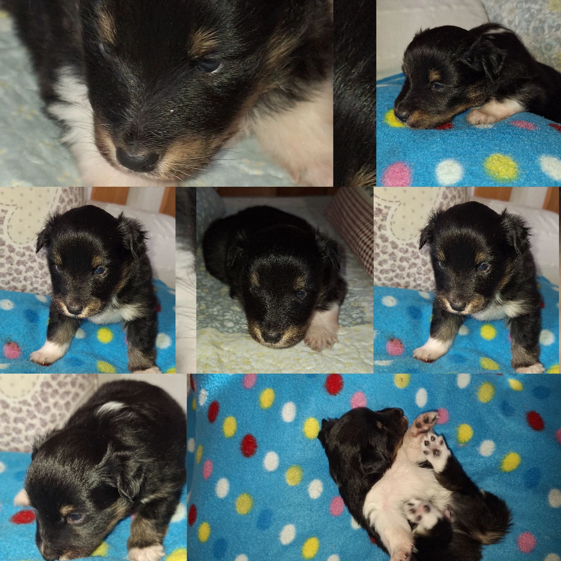 Štěňátko sheltie s PP