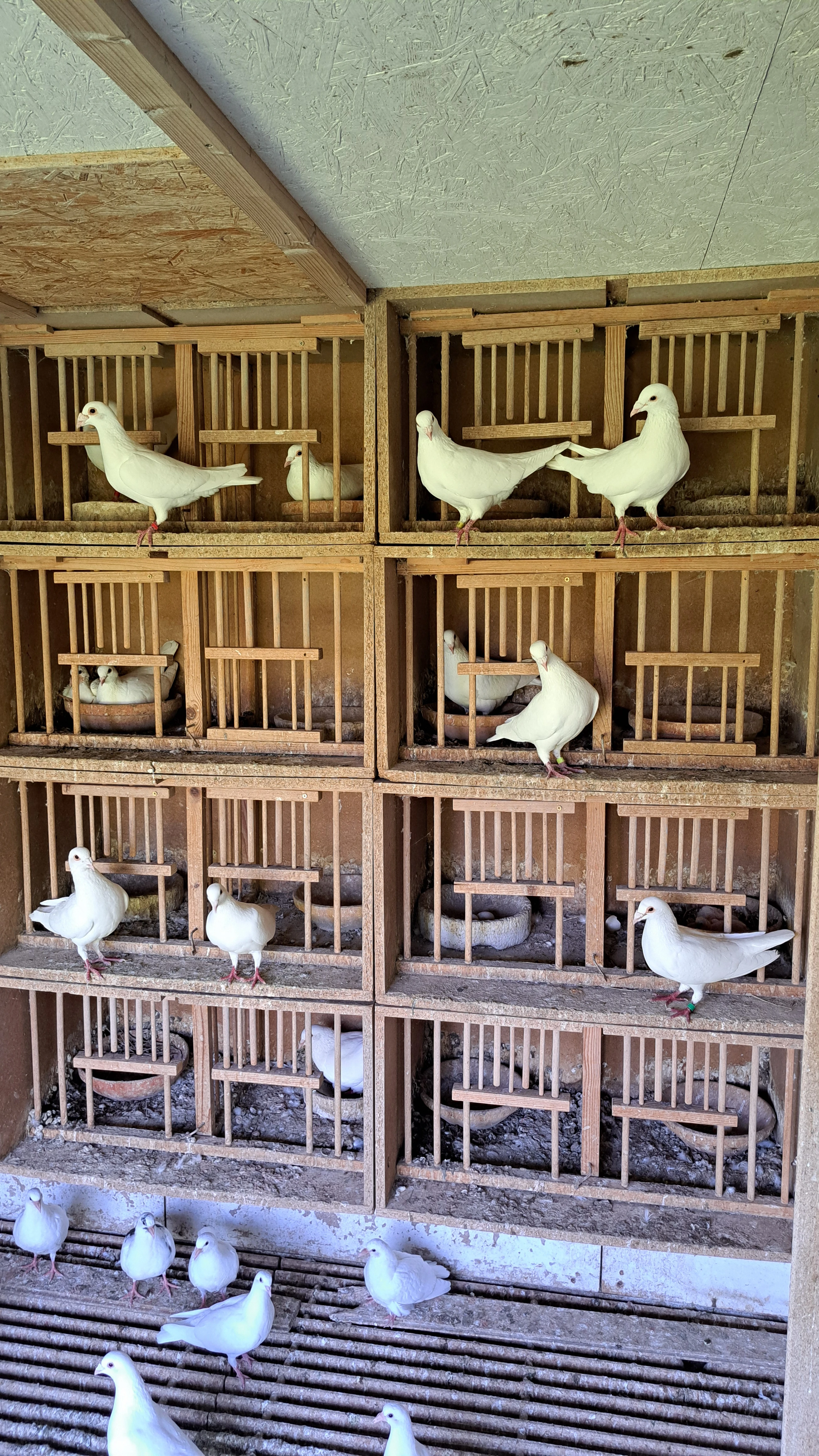 Prodám bílé poštovní holuby-kompletní chov.