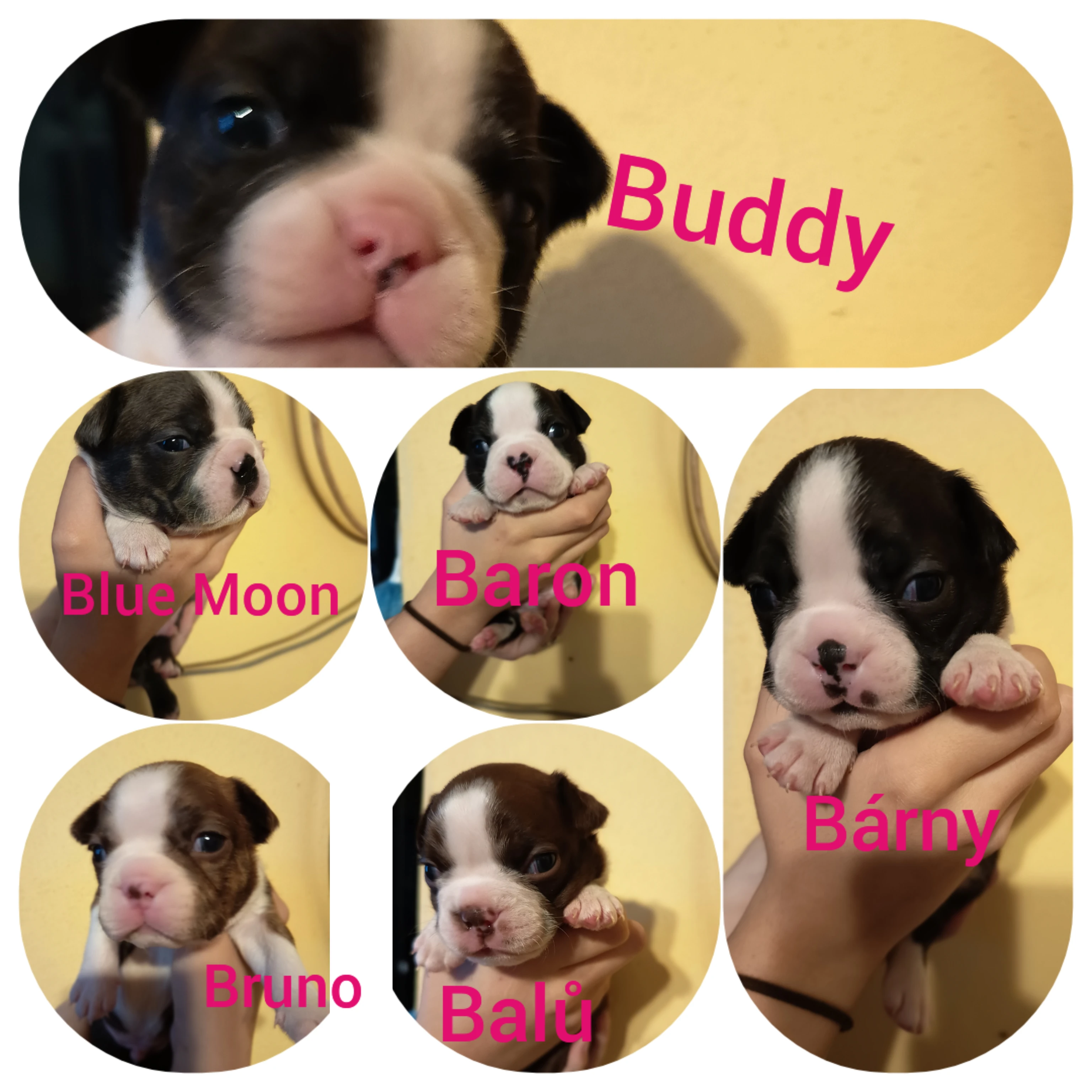 Bostonský teriér colorred