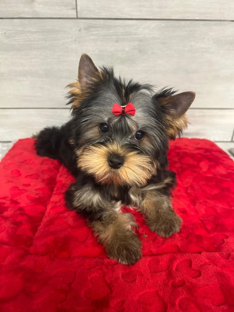 Jorkšírský teriér s PP FCI klasický štěně fenka ihned k odběru