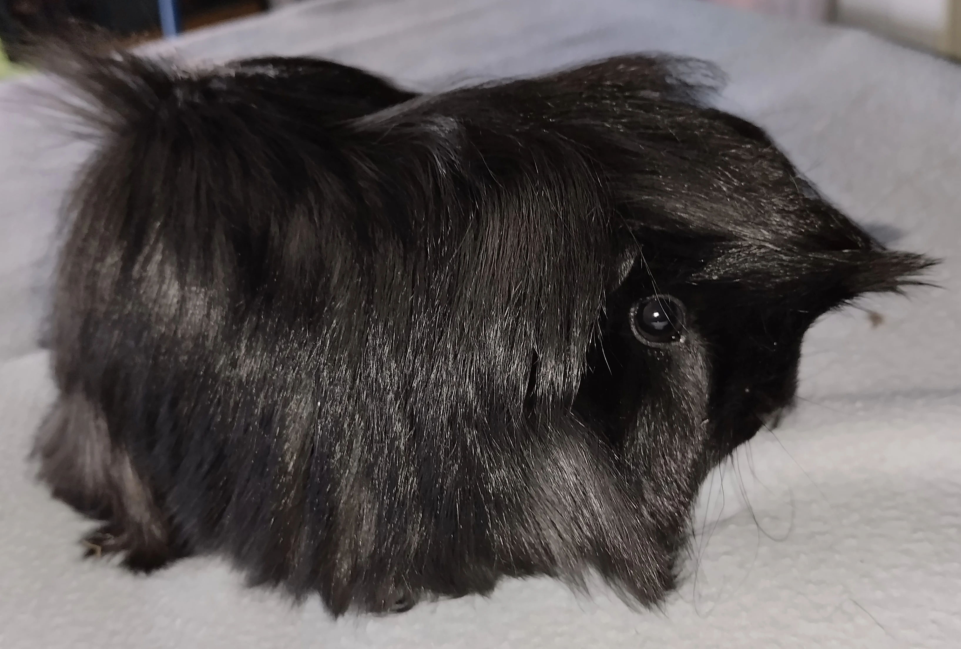 Dlouhosrsté morčátko