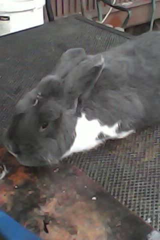 Meklenburský strakáč modrý