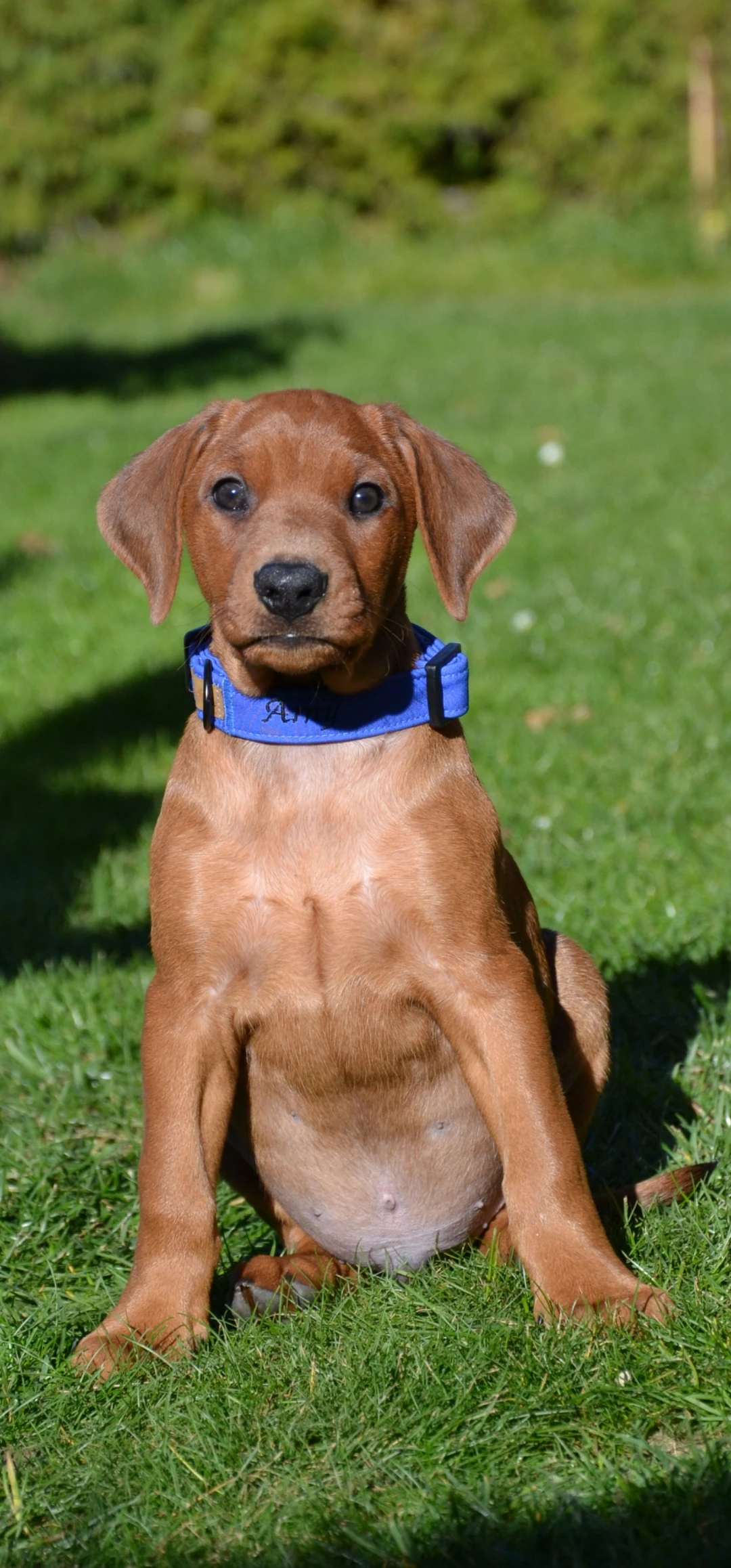 Německý pinč štěňátka