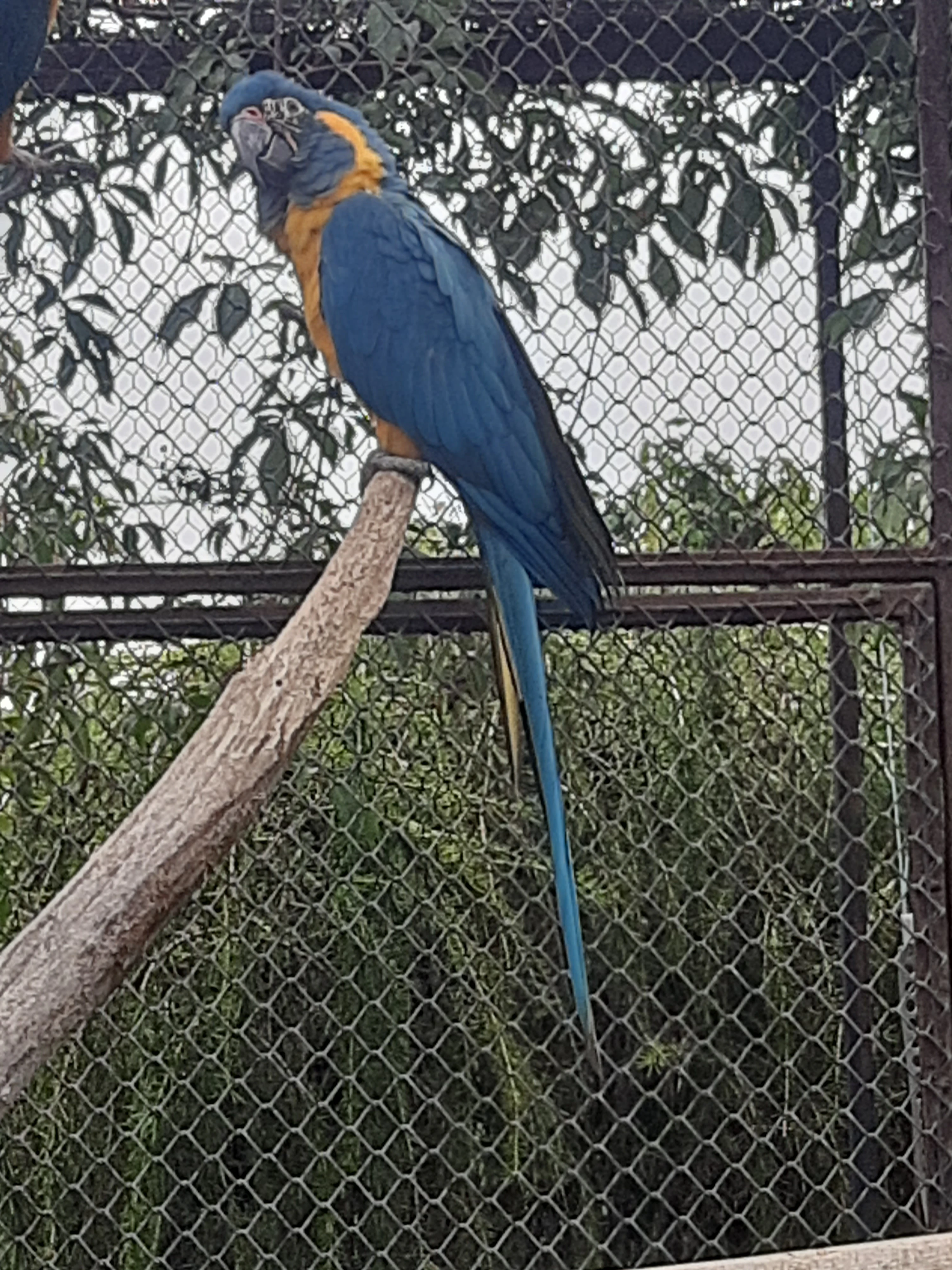 Prodám samičku ara kaninda 2024,