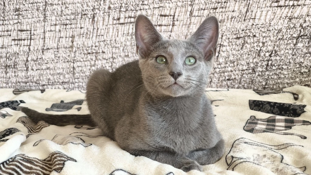 Ruská modrá kočka s PP