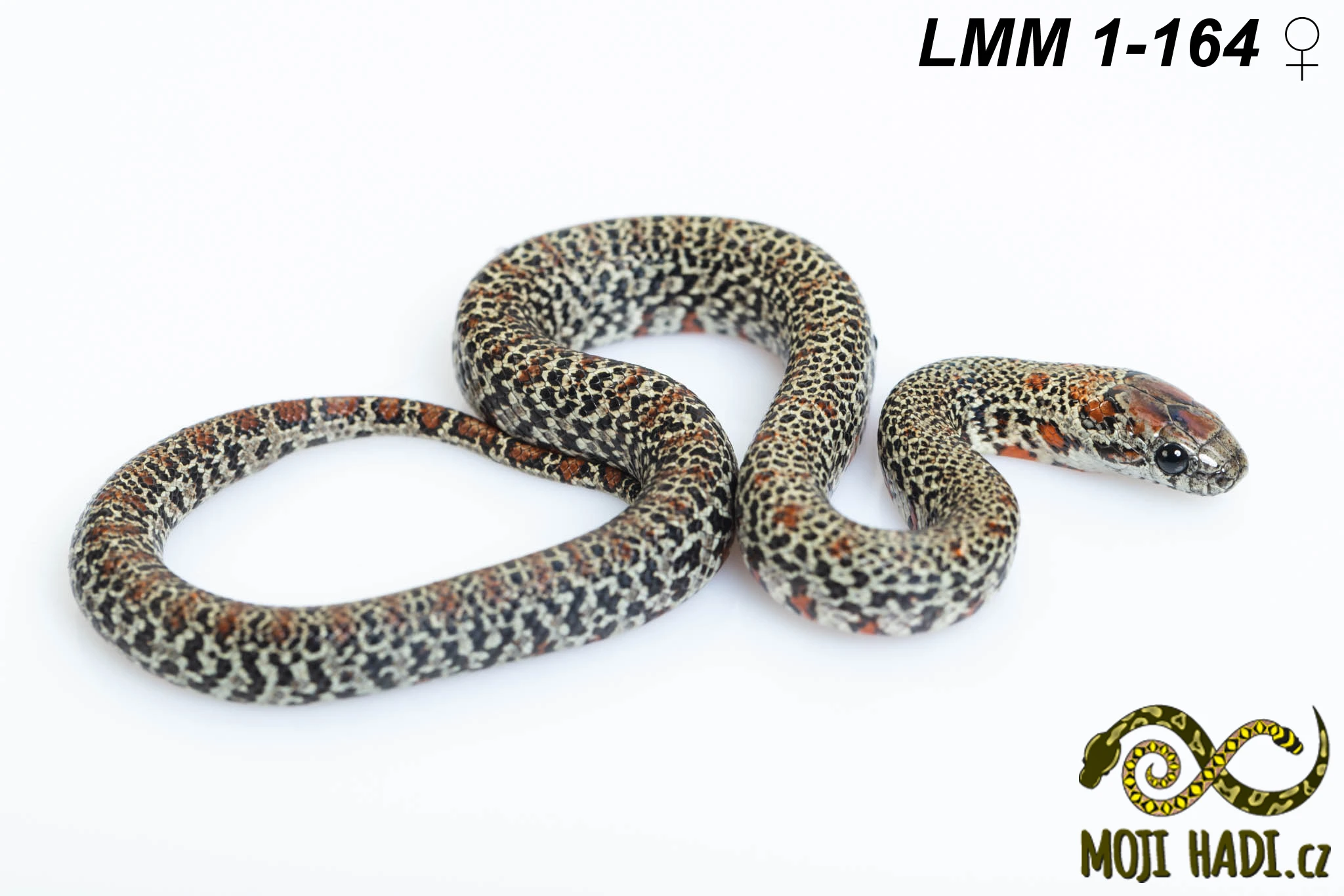 Lampropeltis mexicana mexicana - Korálovka mexická 2025