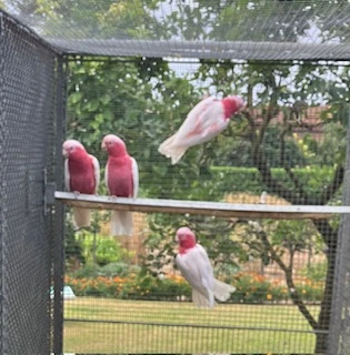 Kakadu šalamounský