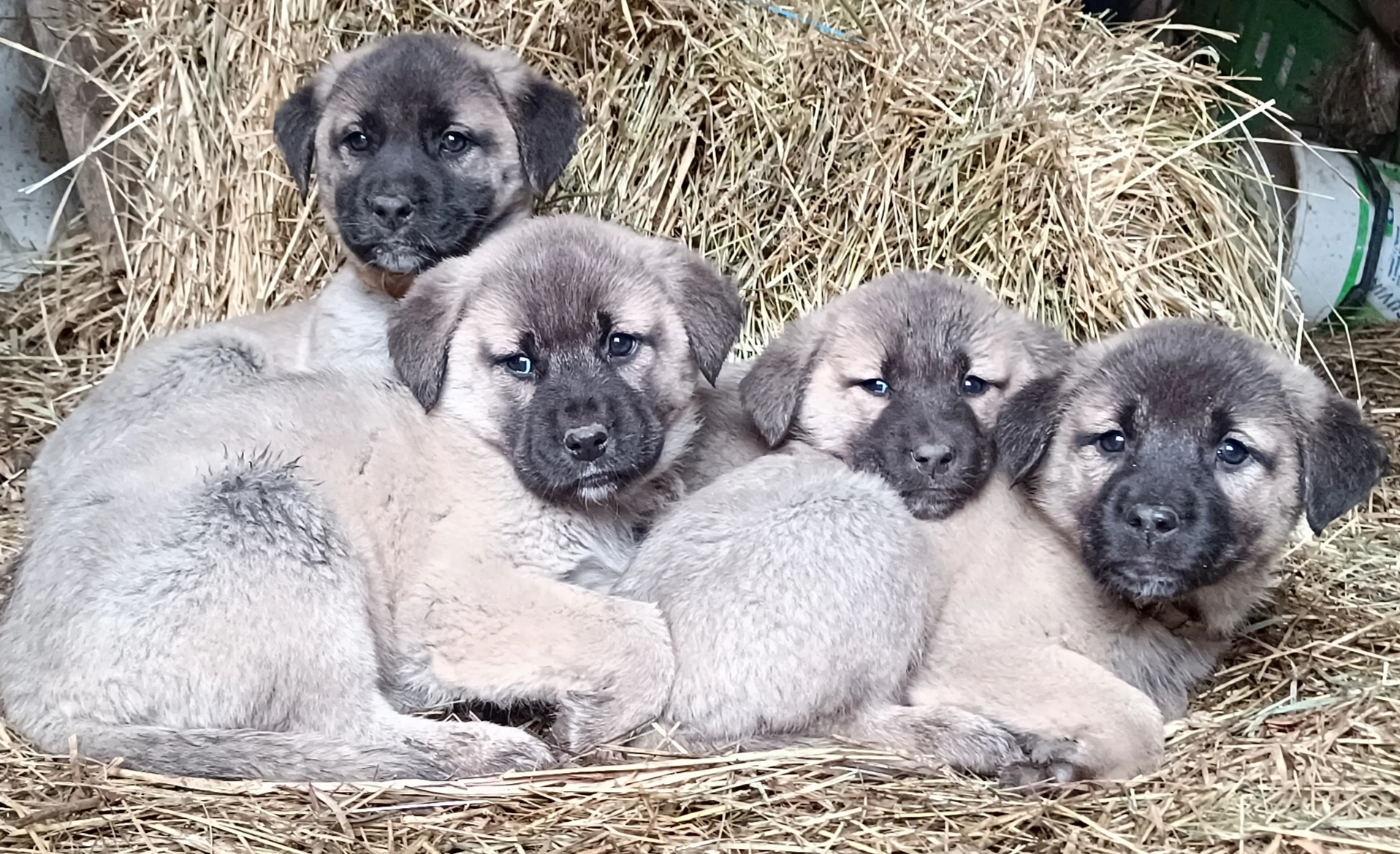 Kangalský pastevecký pes štěňátka k rezervaci