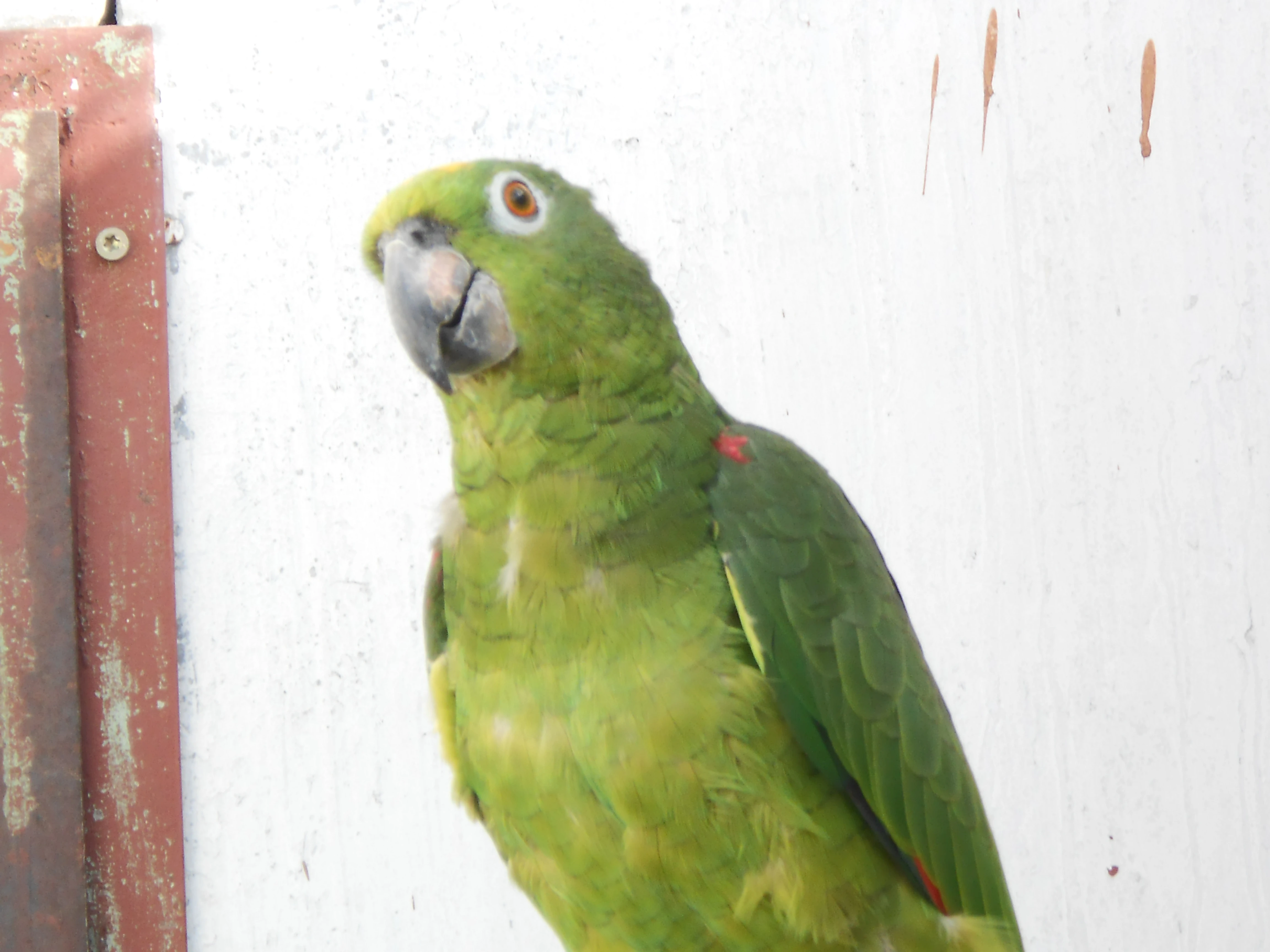 Amazoňan surinamský