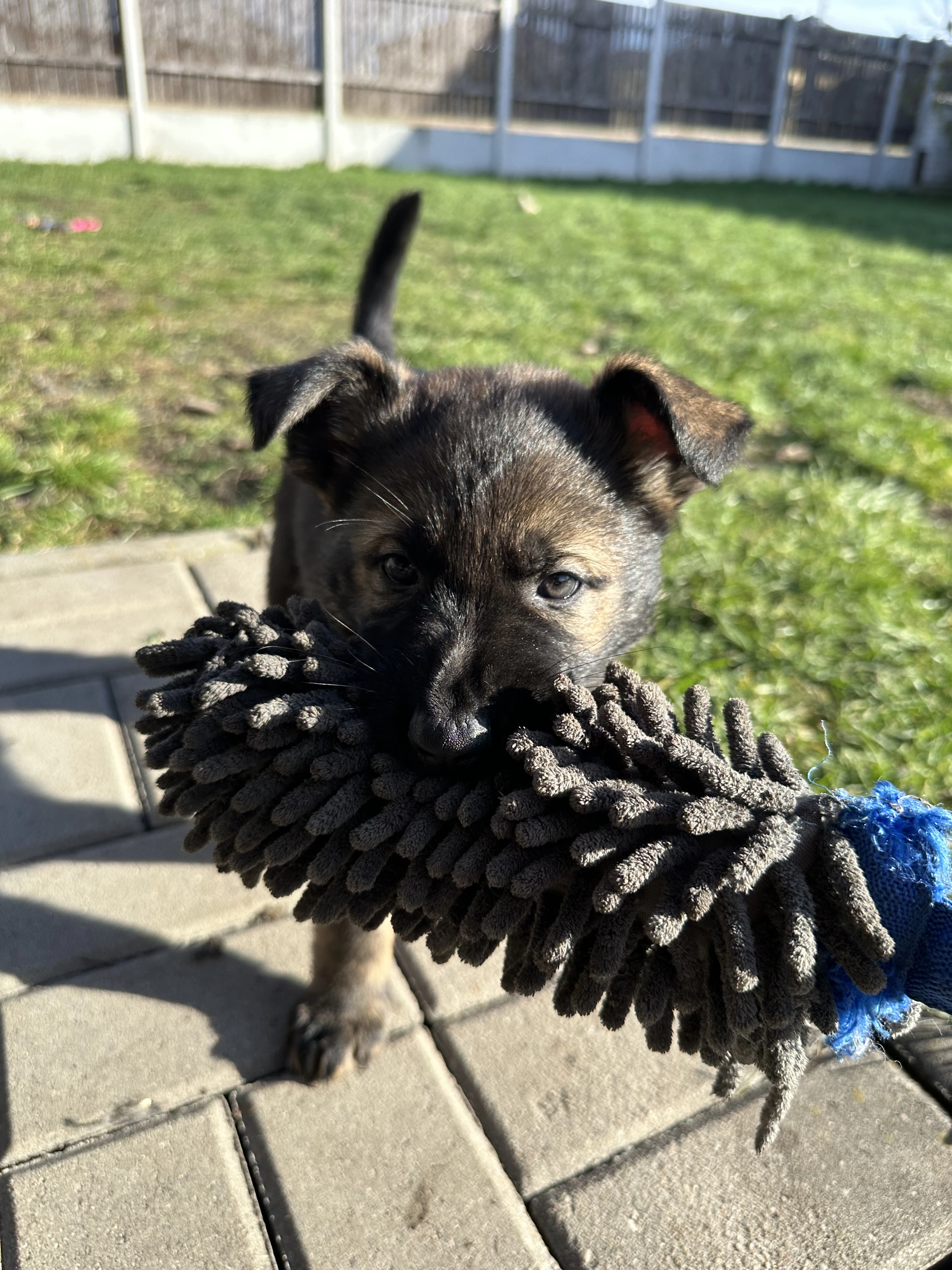 Štěňata Německý ovčák s PP