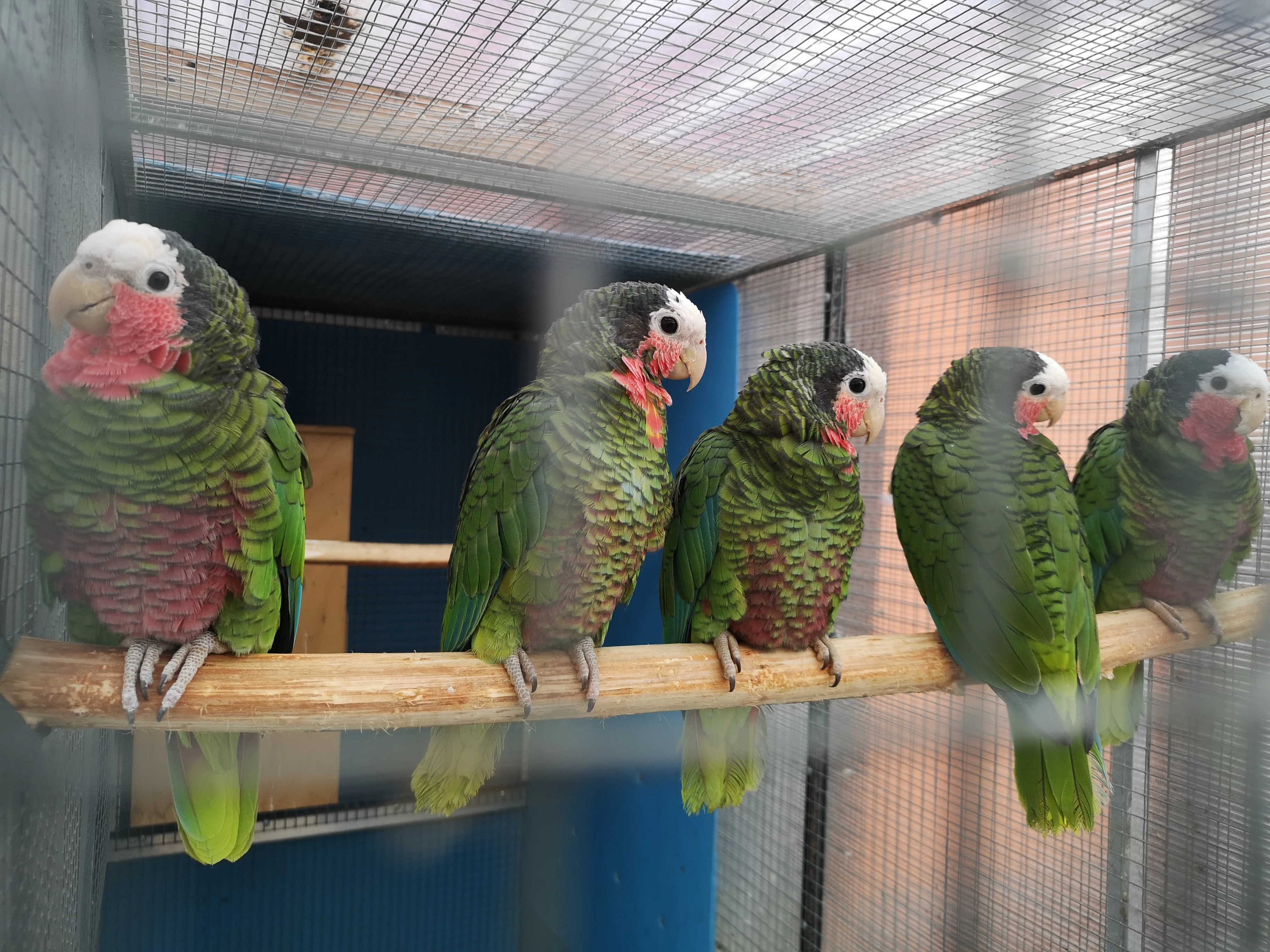 Amazoňan kubánský samec