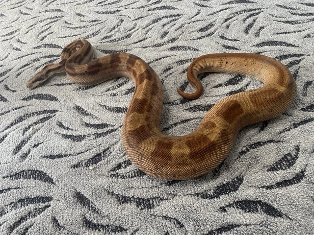 Columbian Motley Hypo, 100% het. Albino