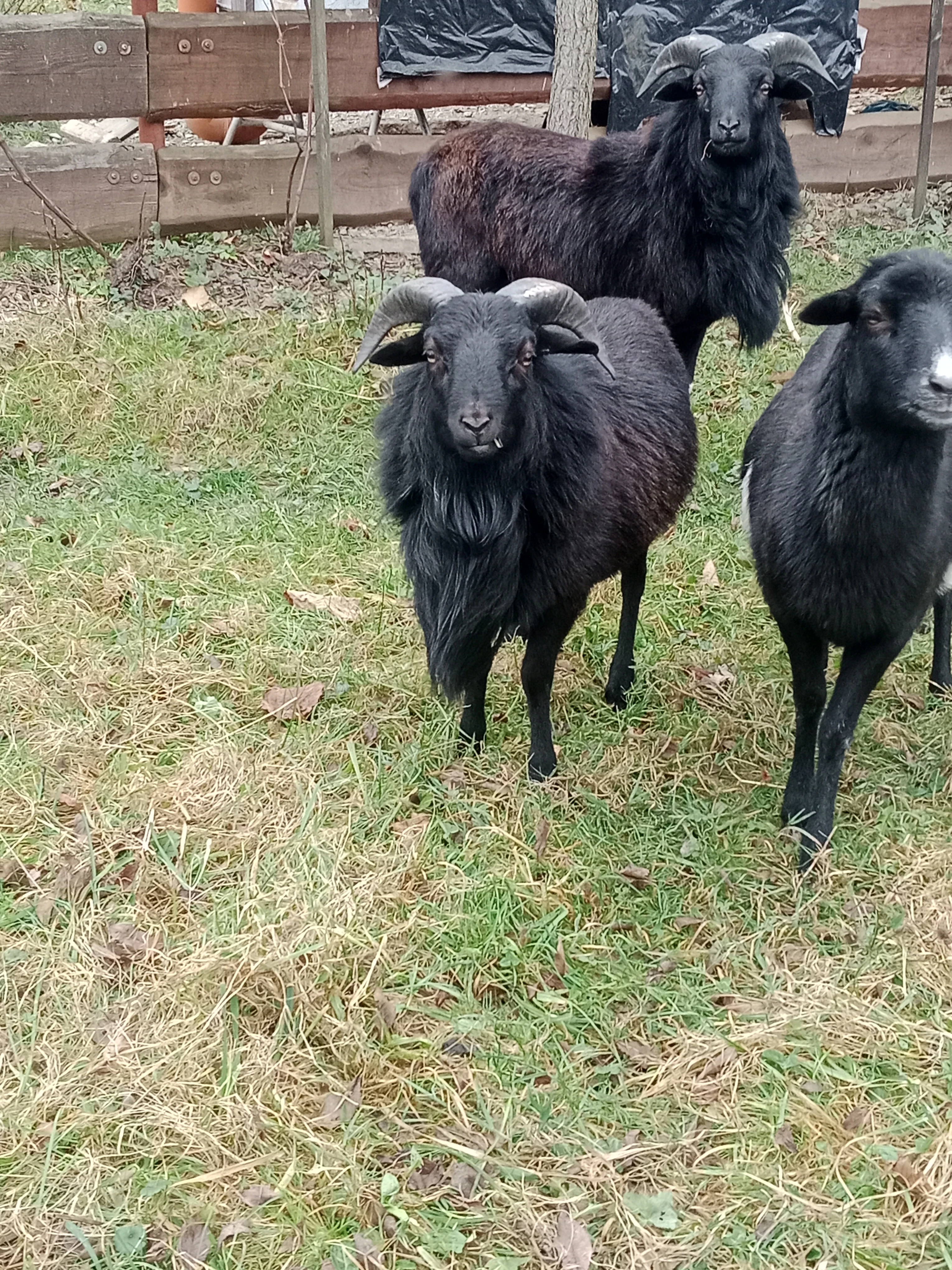 Kamerunská ovce - beránci
