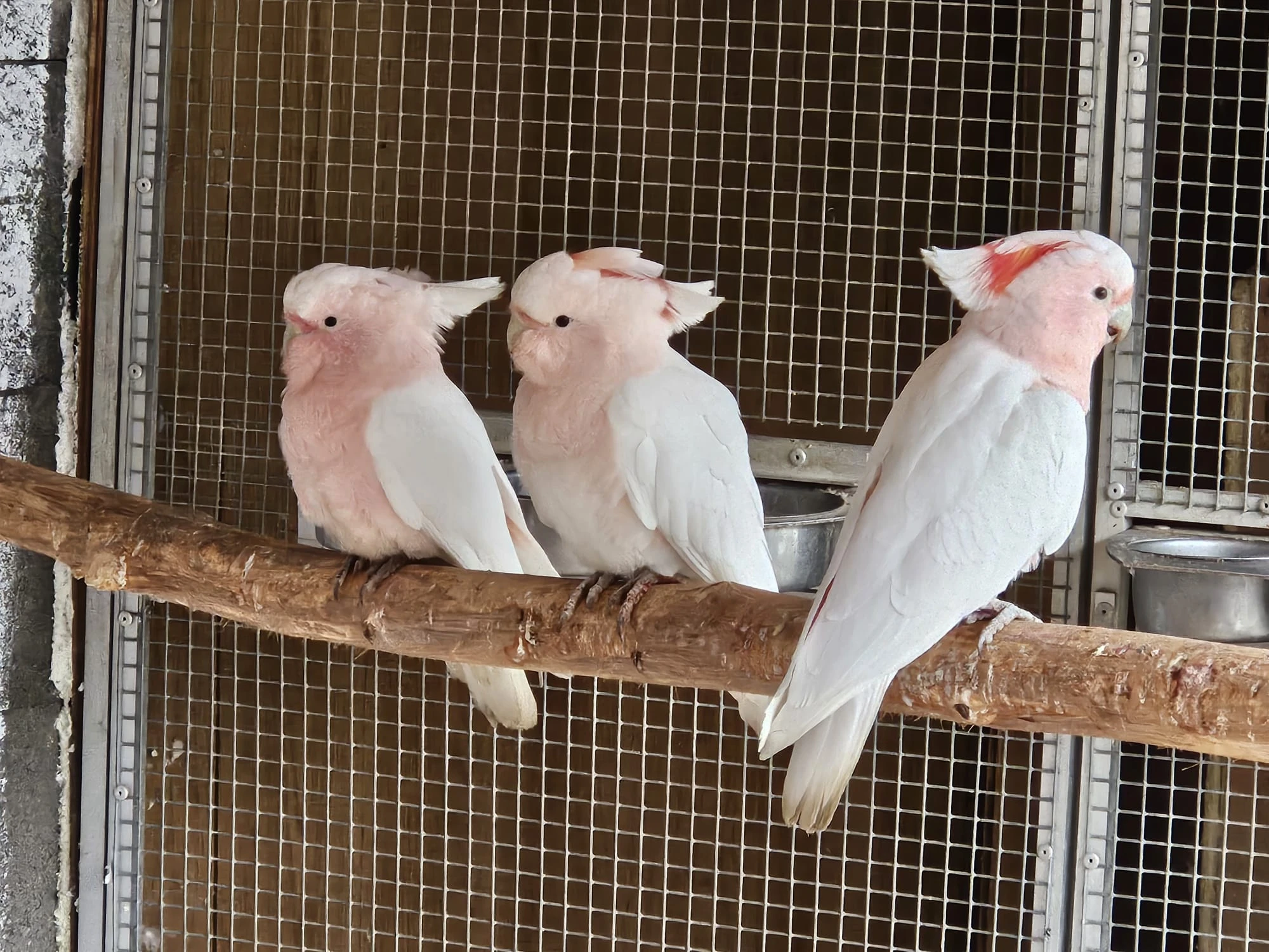 Predám kakadu inka samicu