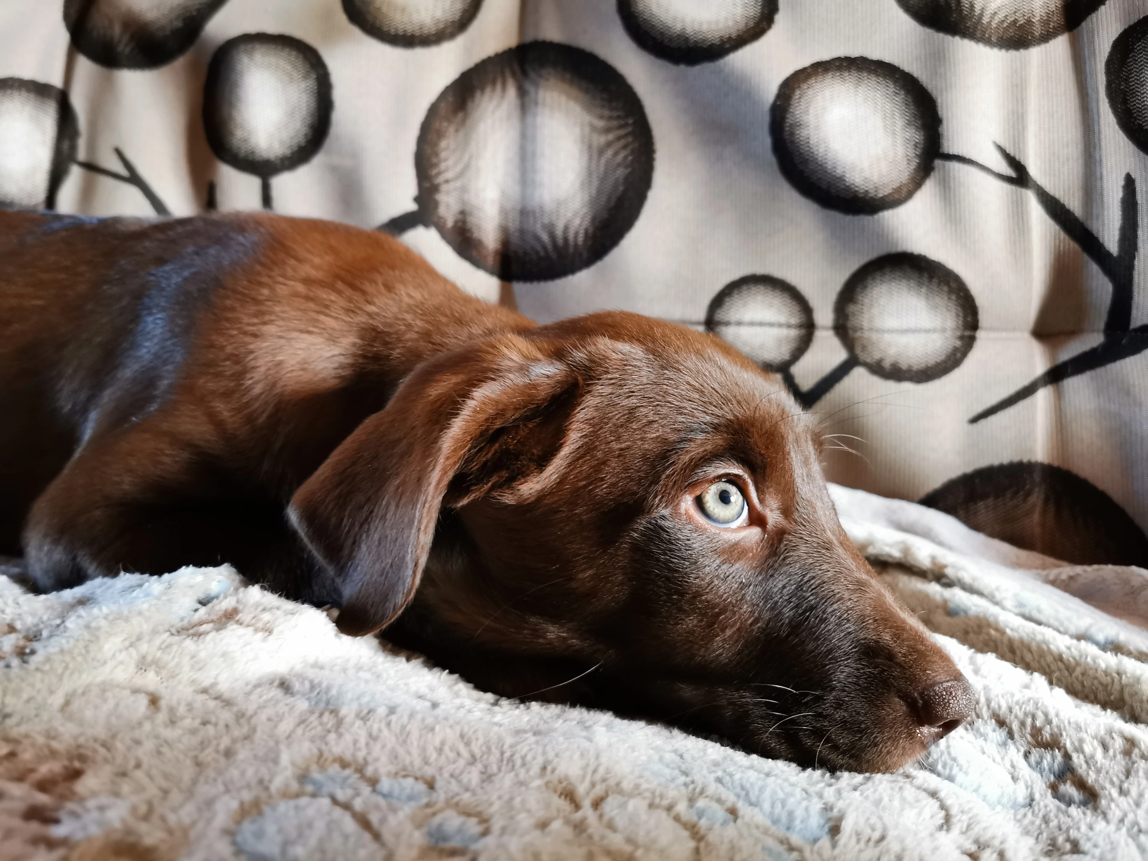 Štěňátka na prodej - rhodéský ridgeback  border kolie