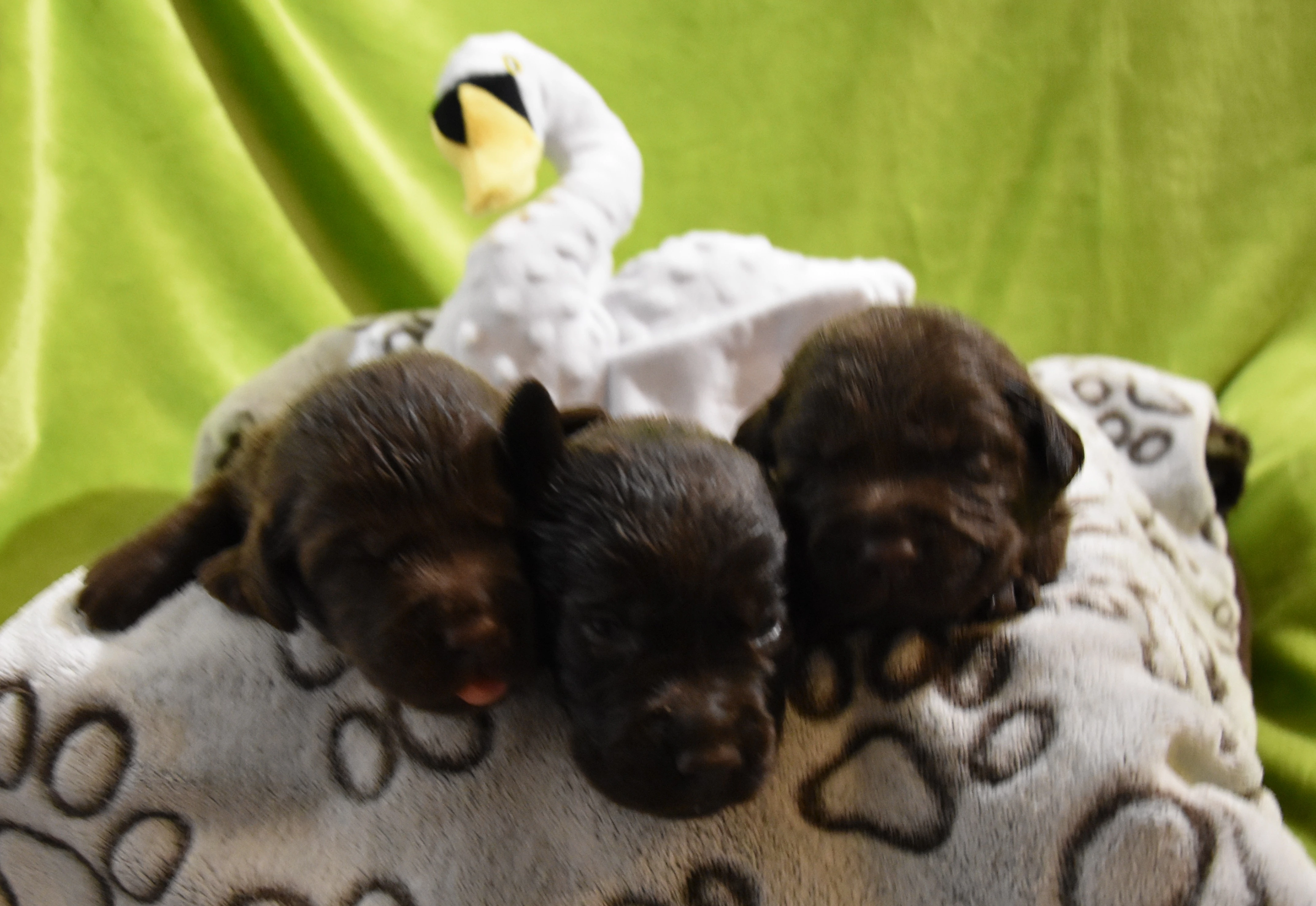 Labradorský retriever s PP Hnědá štěňátka