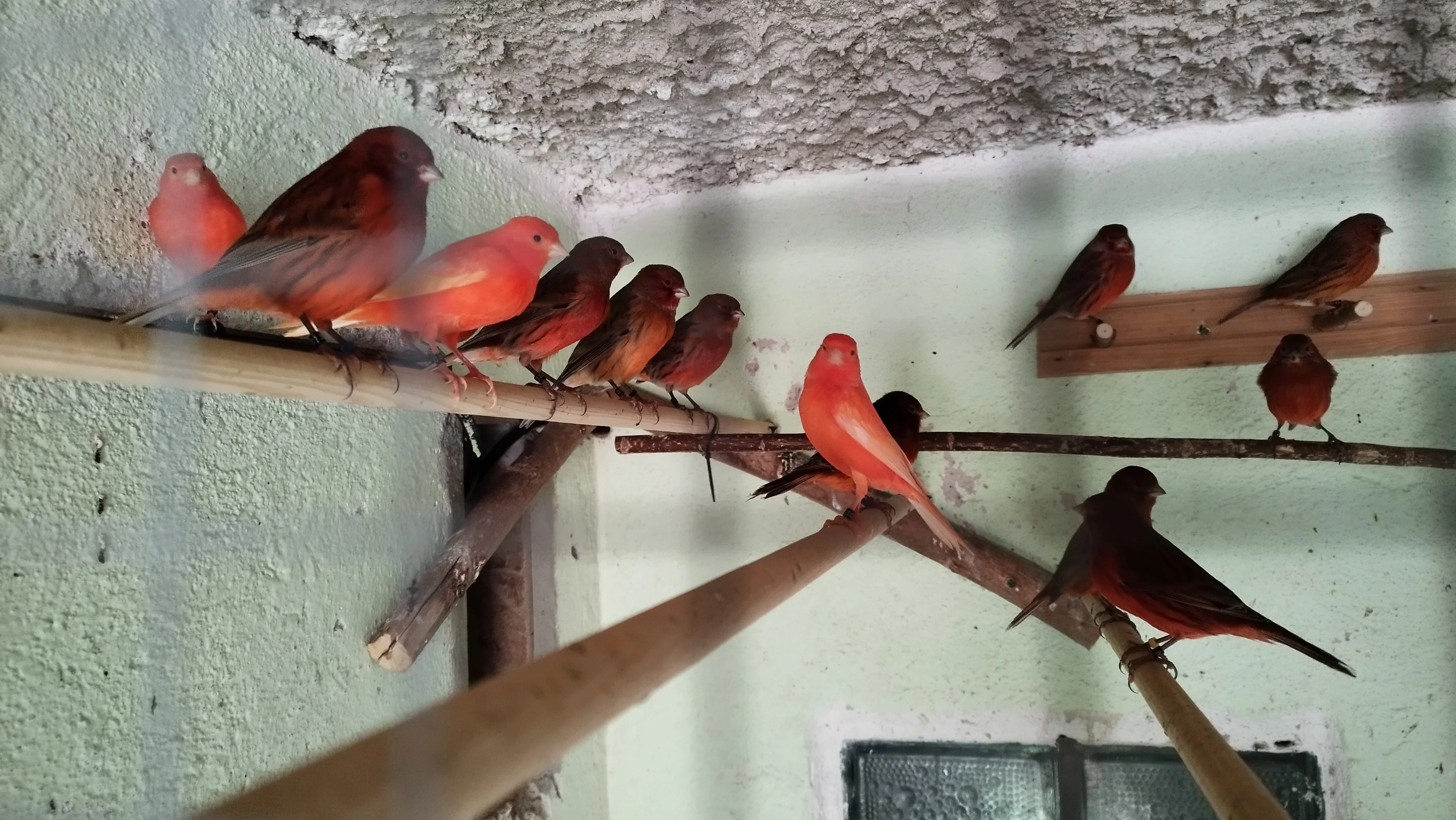 Červenočerný achát.