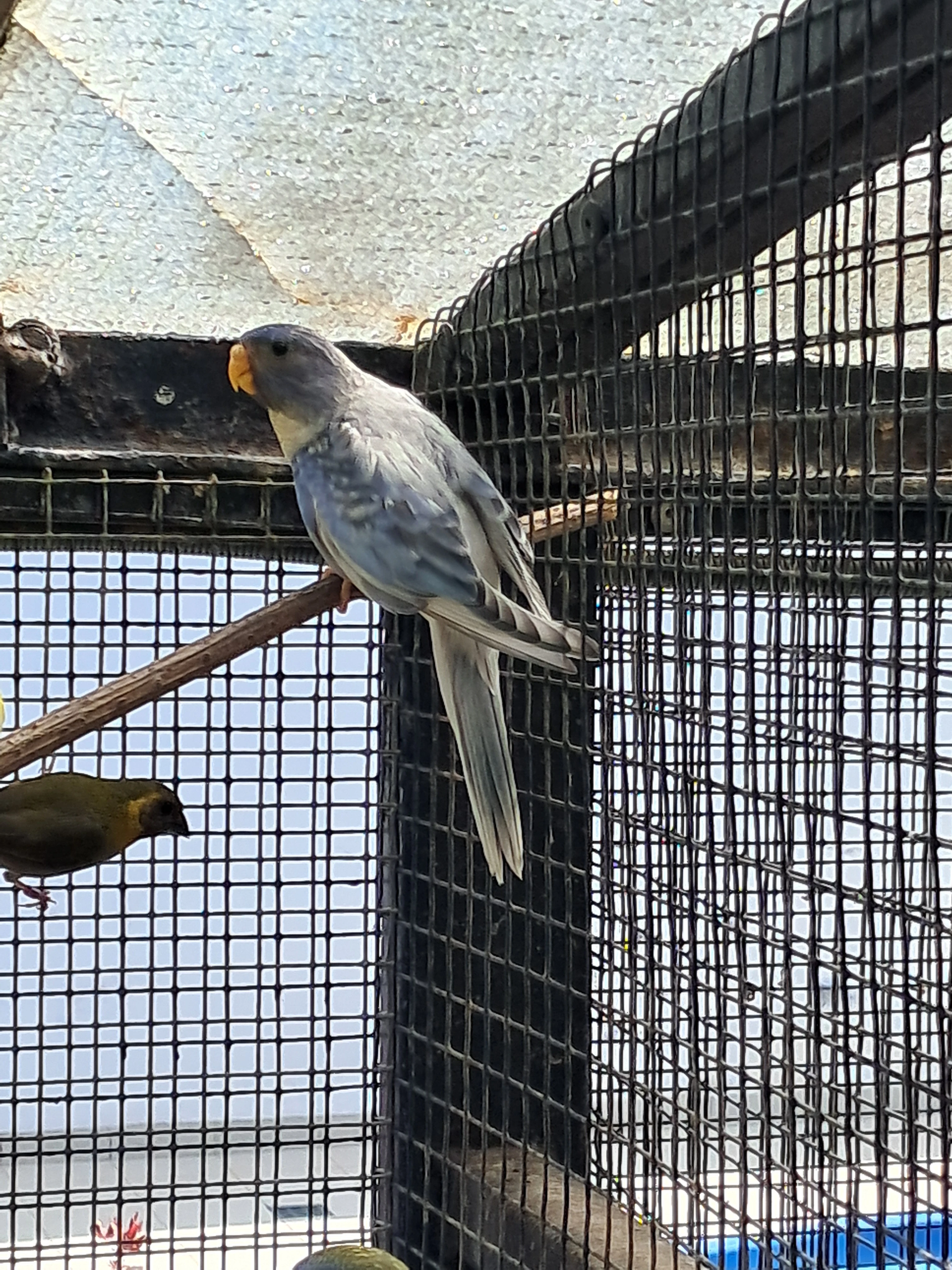 Neoféma modrohlavá lemovaná violeta - 1,0   nebo i vyměním