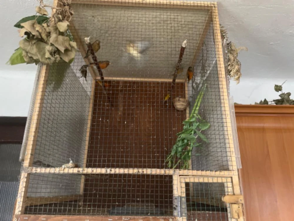 Čížek ohnivý  kříženec